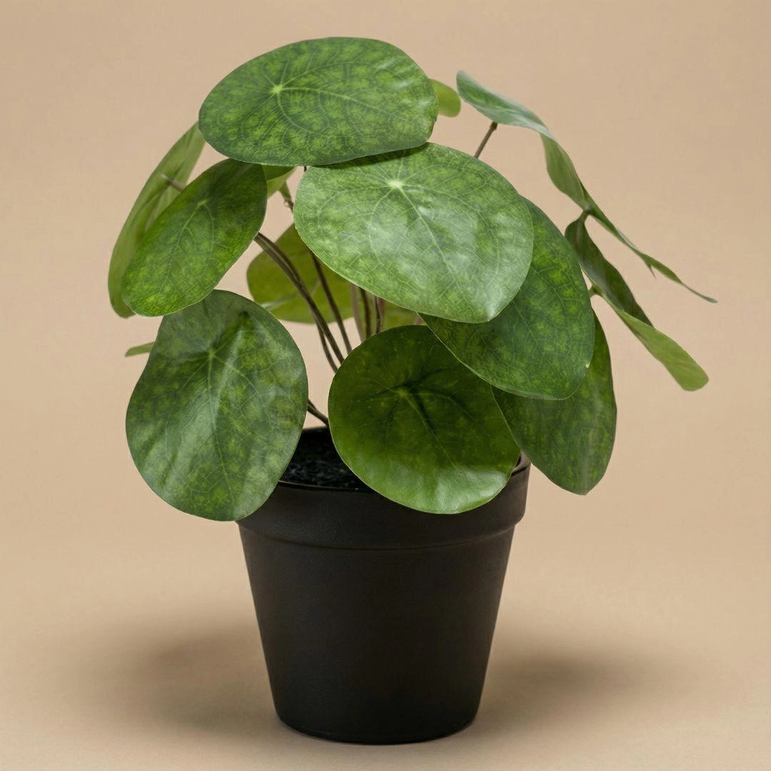 Pilea Kunstpflanze in schwarzem Topf