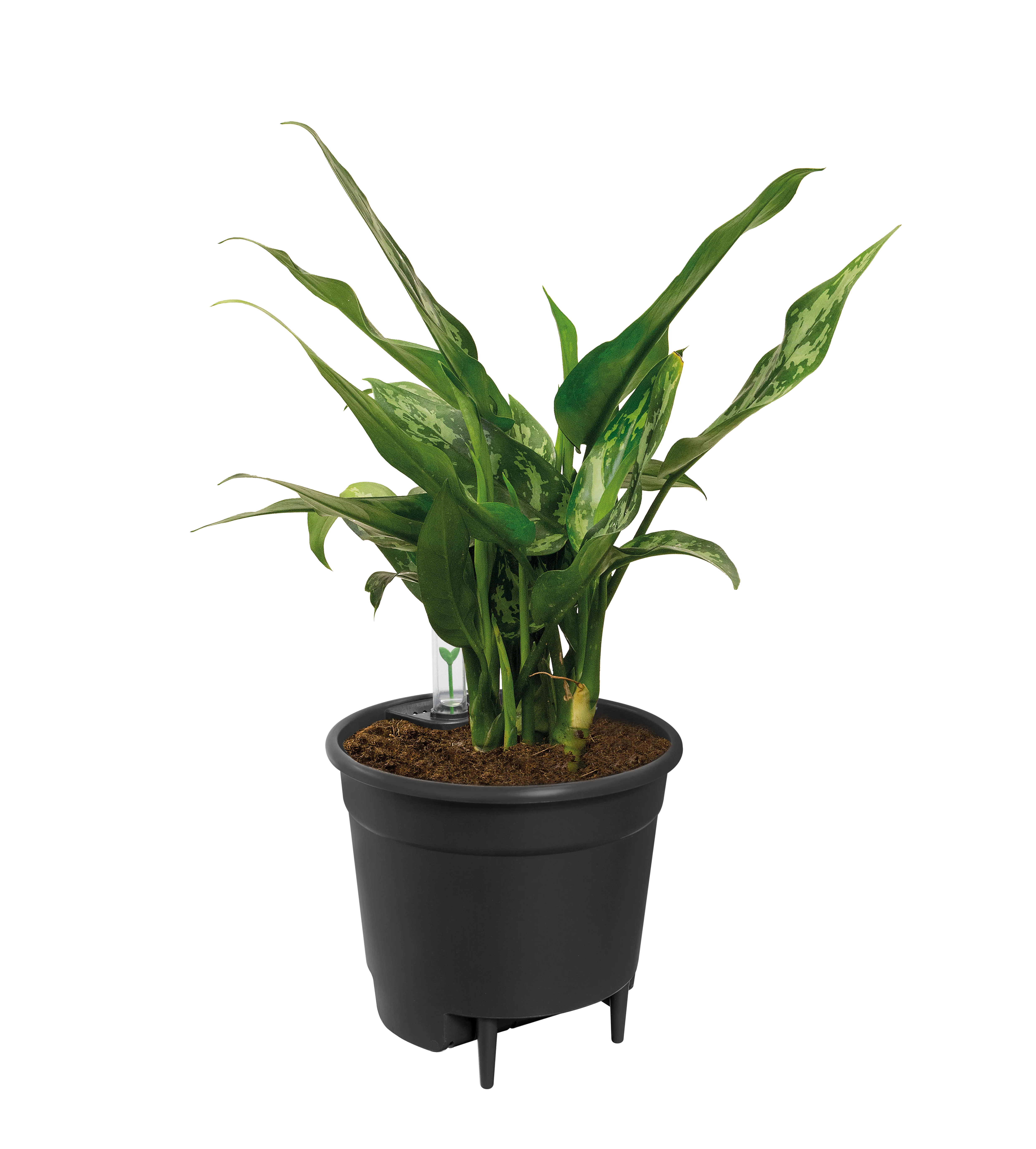 Self Watering Insert als Pflanzeneinsatz mit integriertem Wasserreservoir