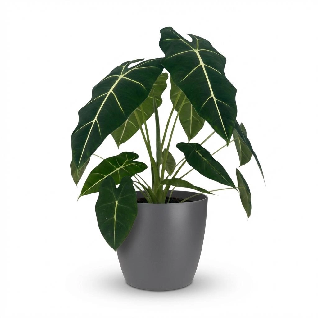 Alocasia Frydek Elefantenohr Zimmerpflanze