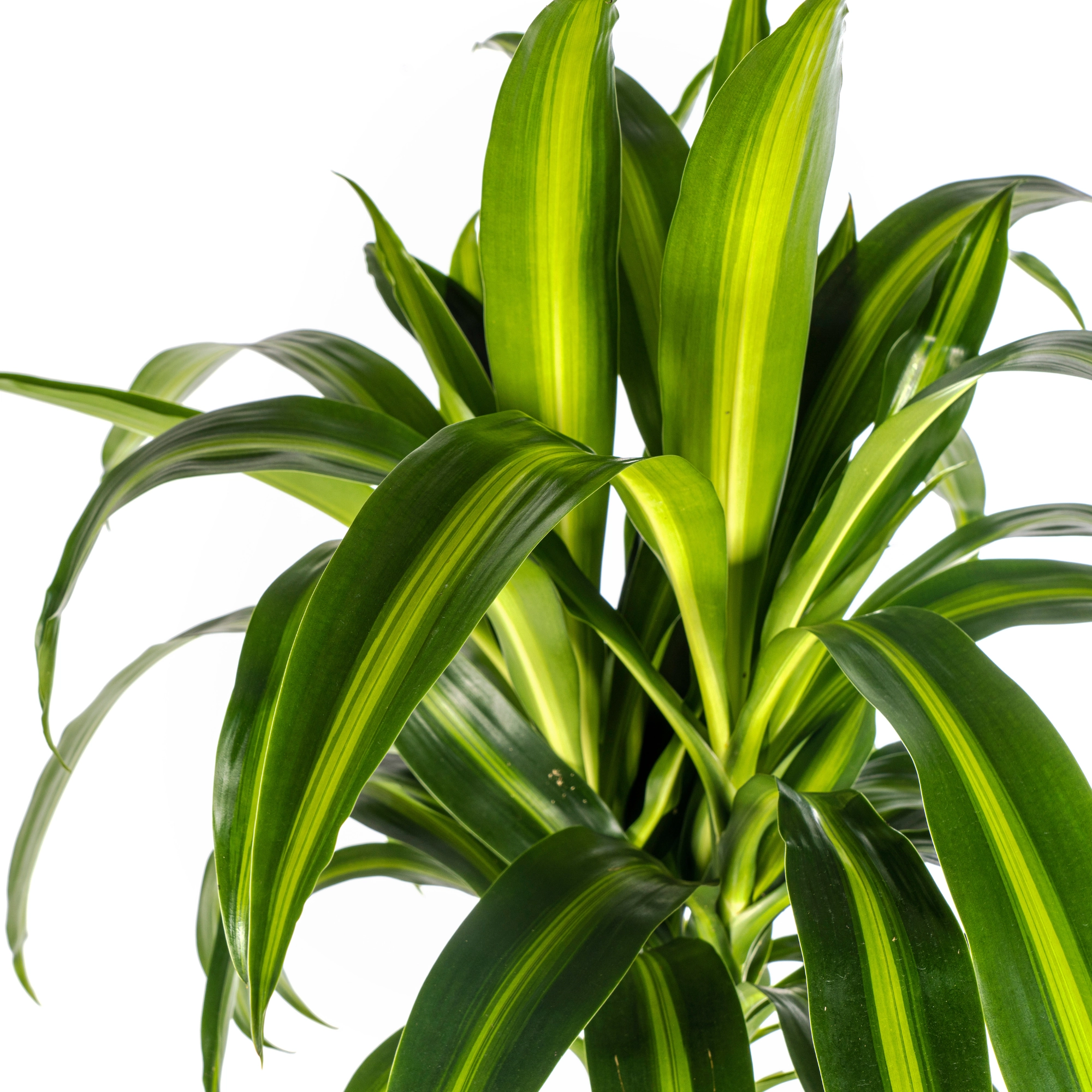 Dracaena Deremensis Hawaiian Sunshine frontal