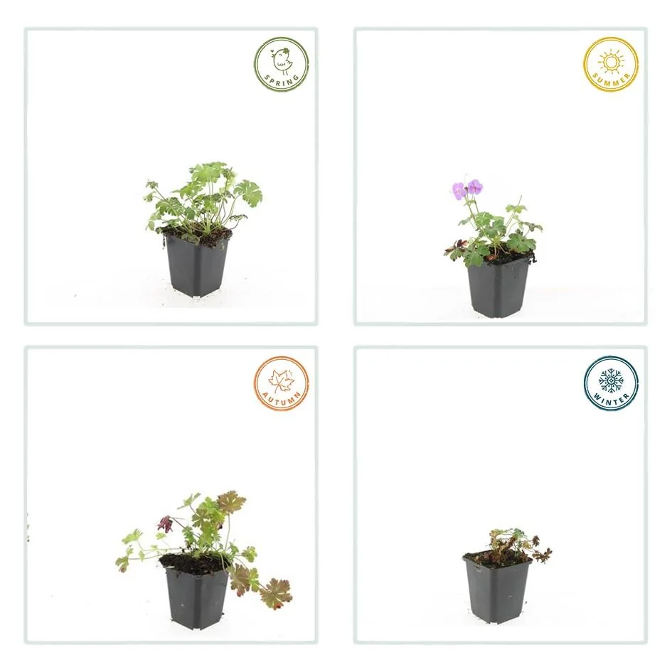 Detailansicht des Geranium cantabrigiense 'Cambridge'