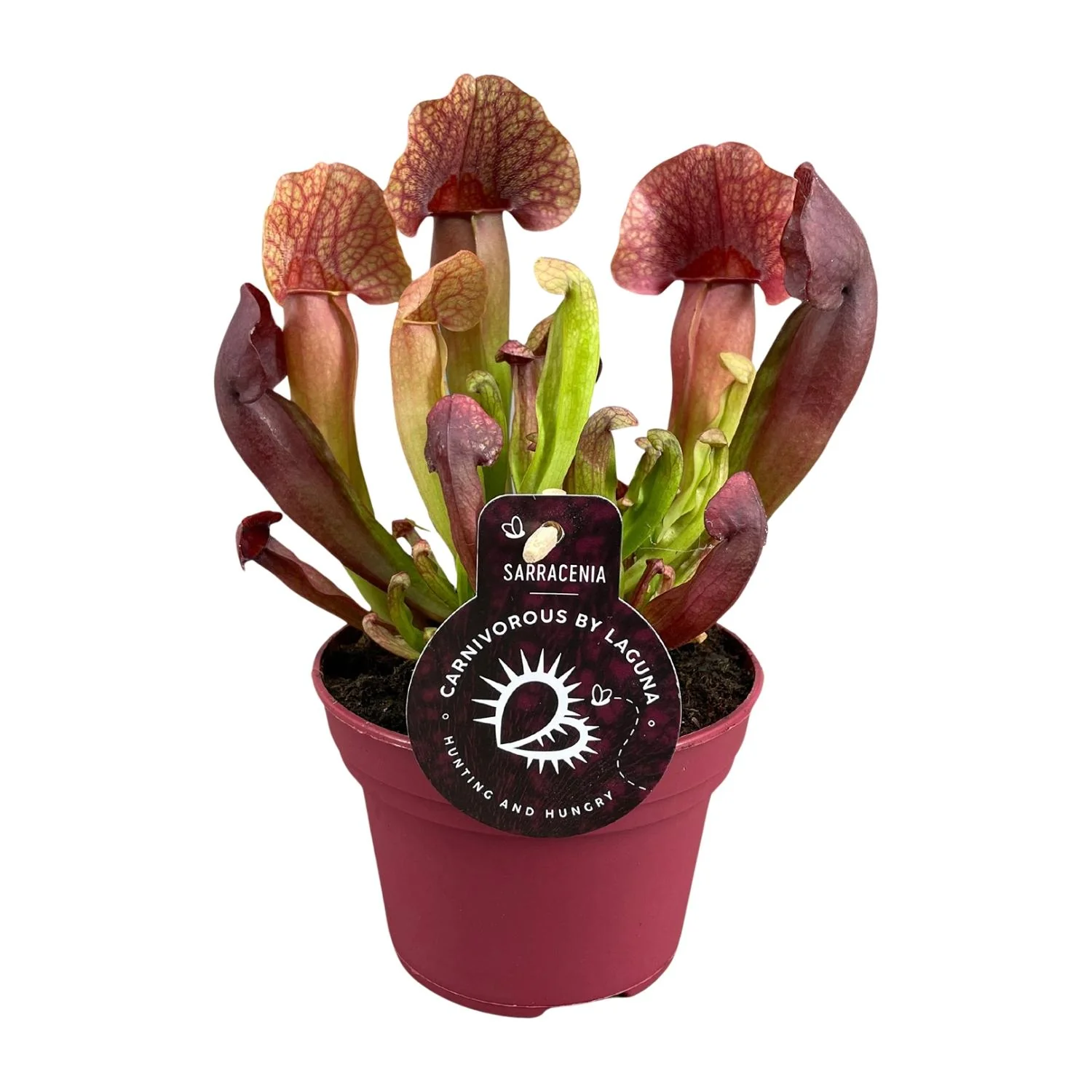 Sarracenia Catesbaei - Pflegeleichte Schönheit
