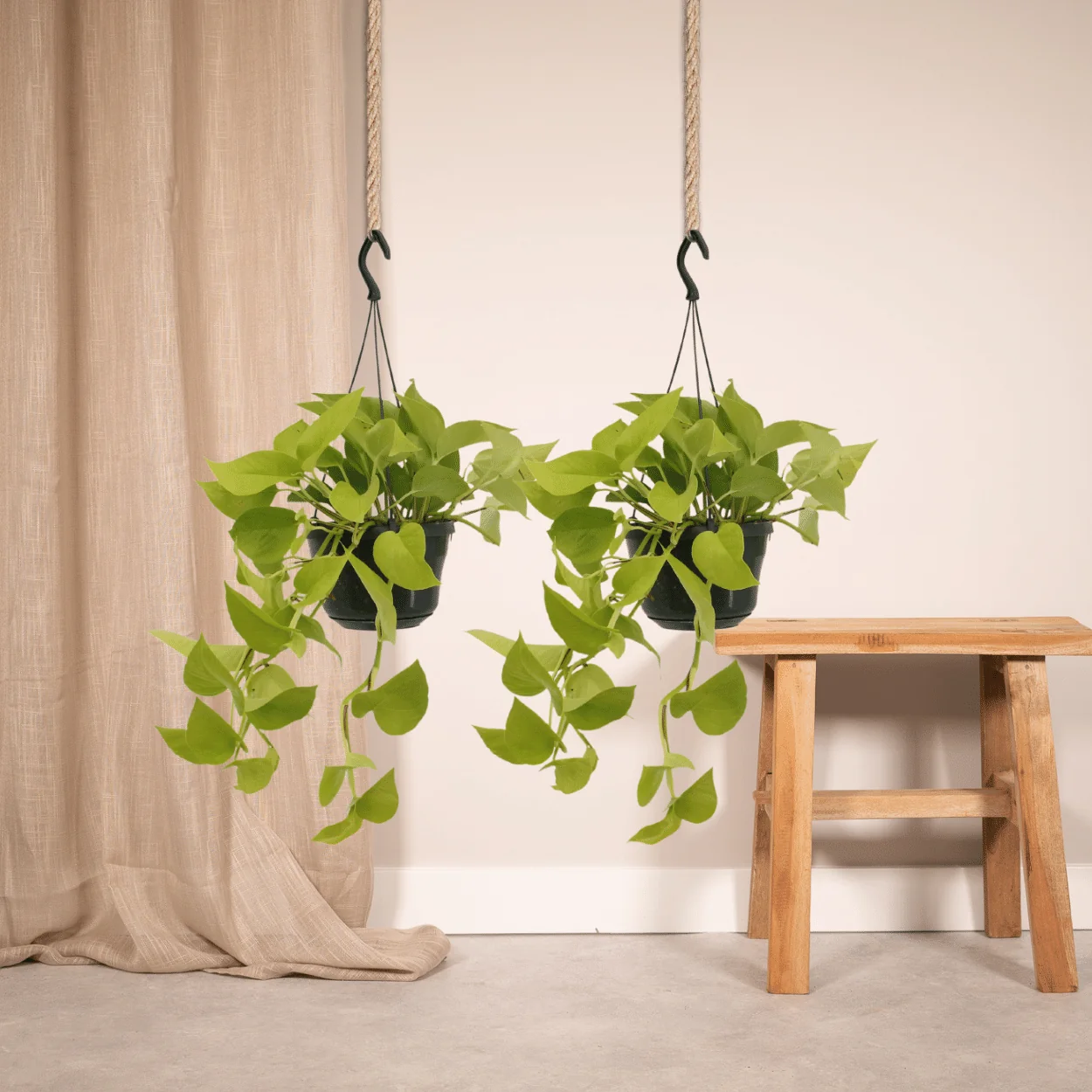 Epipremnum Golden Pothos Blätter