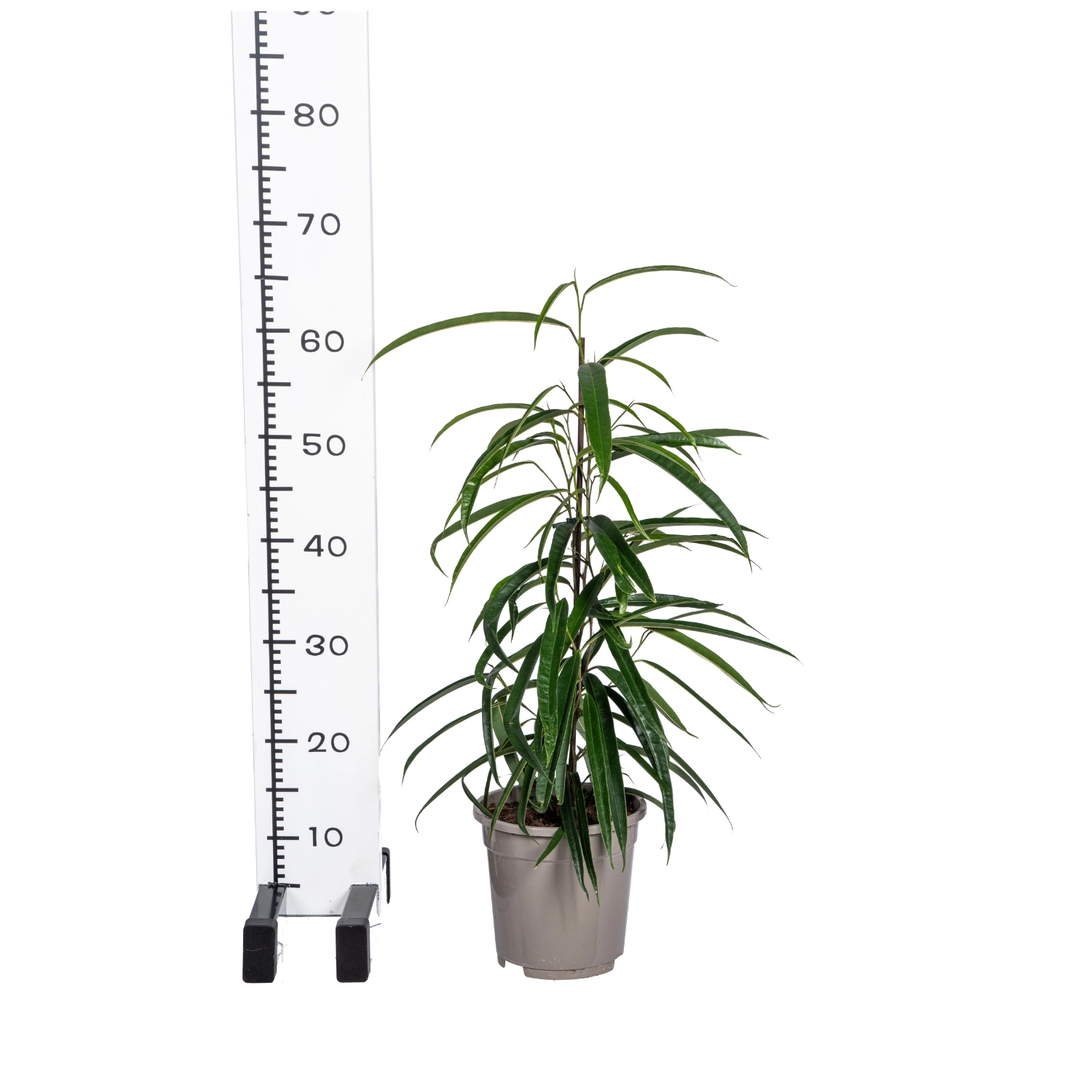 Ficus binnendijkii 'Alii' mit schmalen Blättern