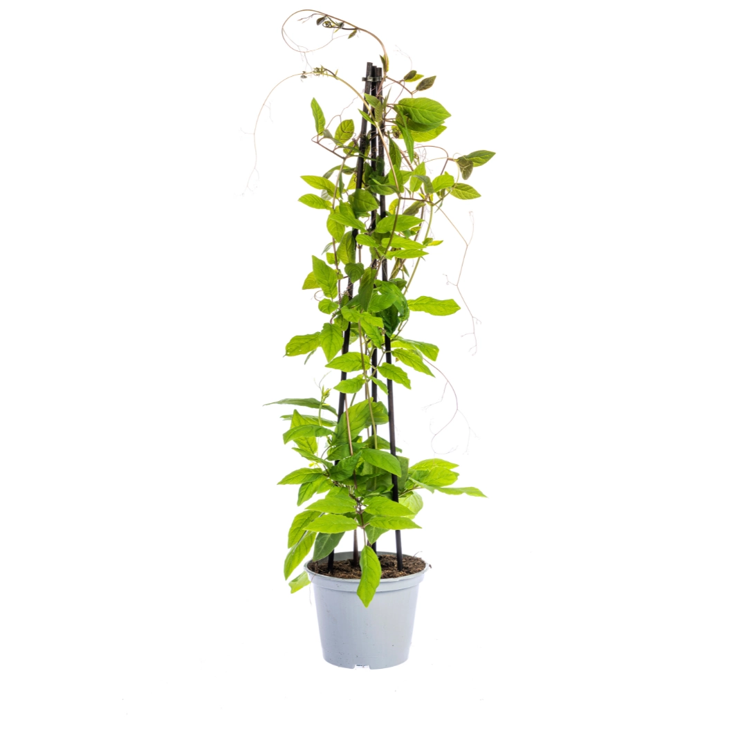 Ipomoea tricolor Heavenly Blue – frontalansicht mit blauen Blüten