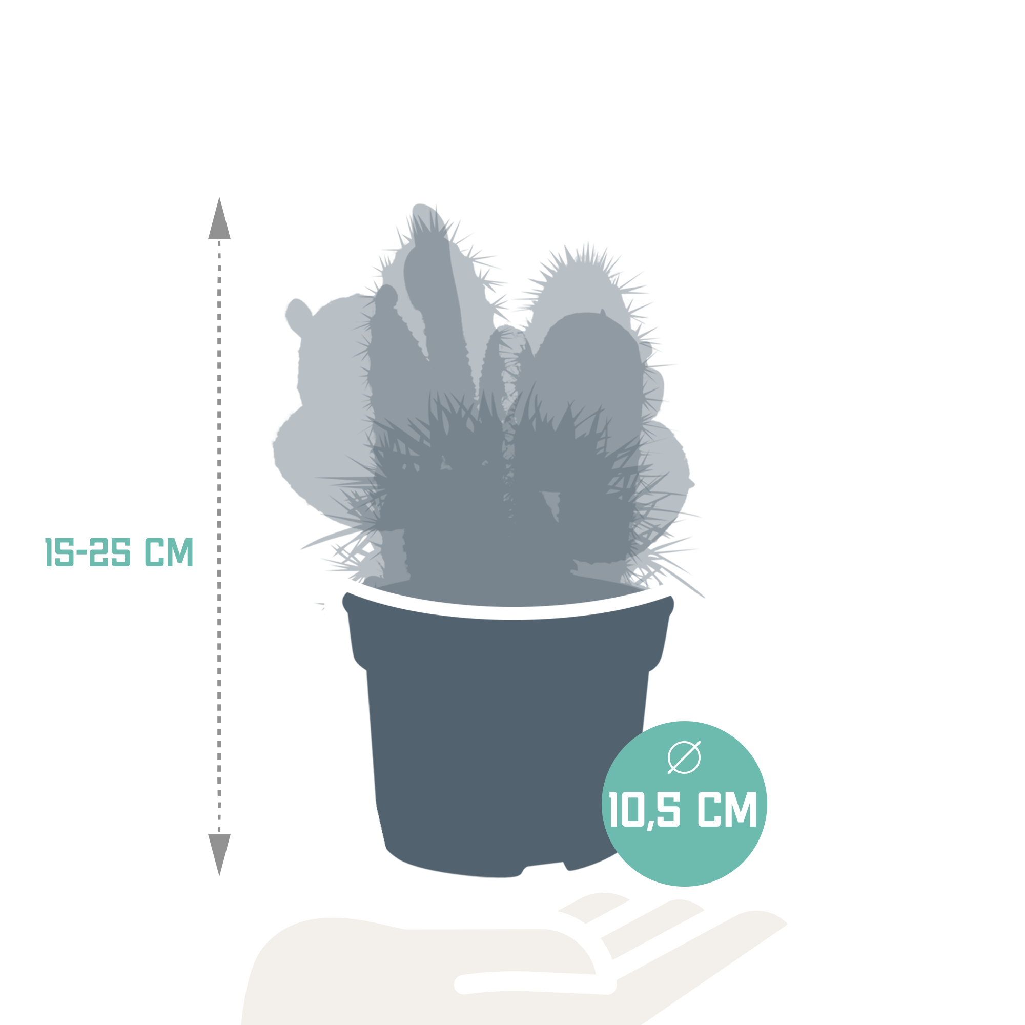 Set aus 3 Kakteen in unterschiedlichen Farben und Formen