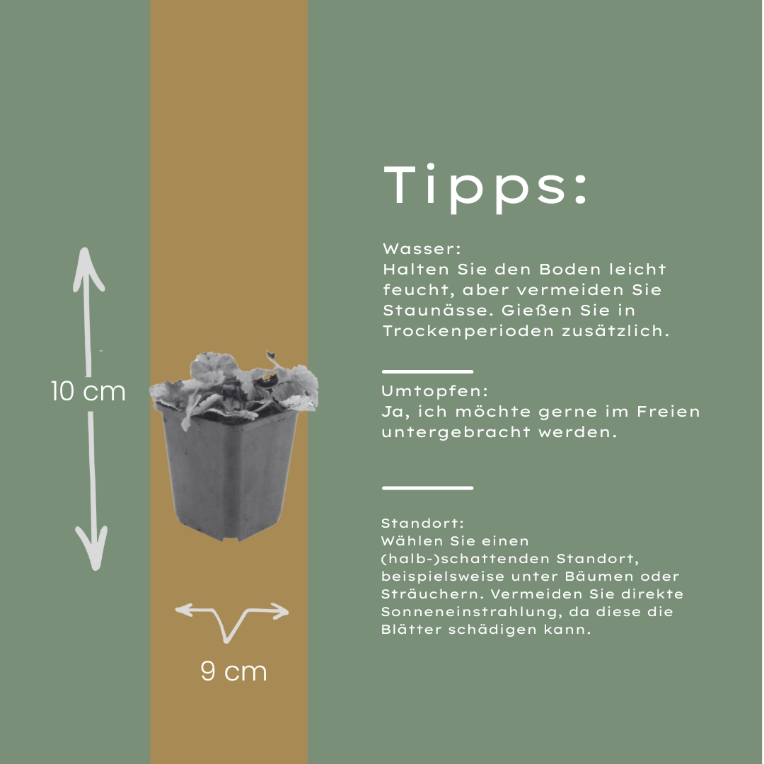 Blüten des Tiarella cordifolia