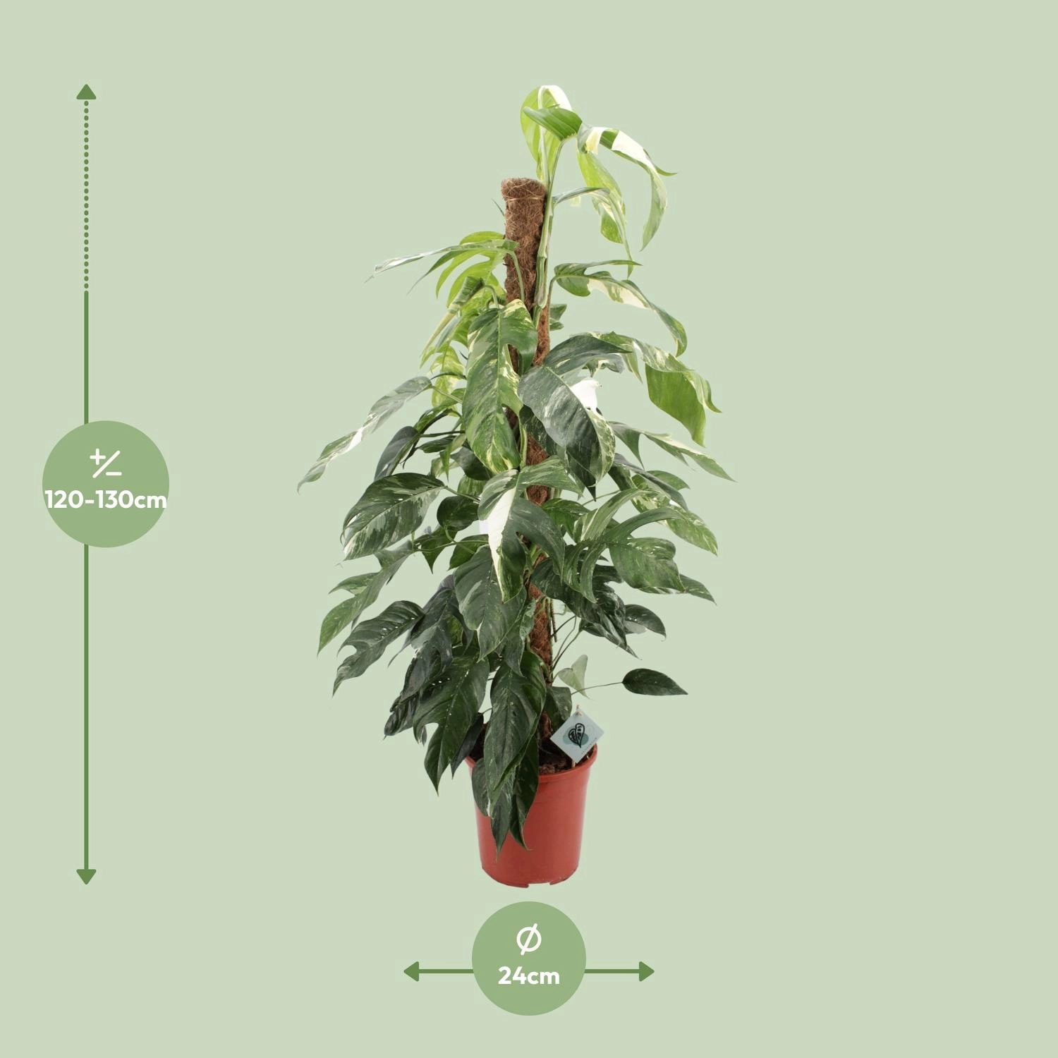 Detailansicht von Epipremnum Pinnatum 'Albo Variegata'