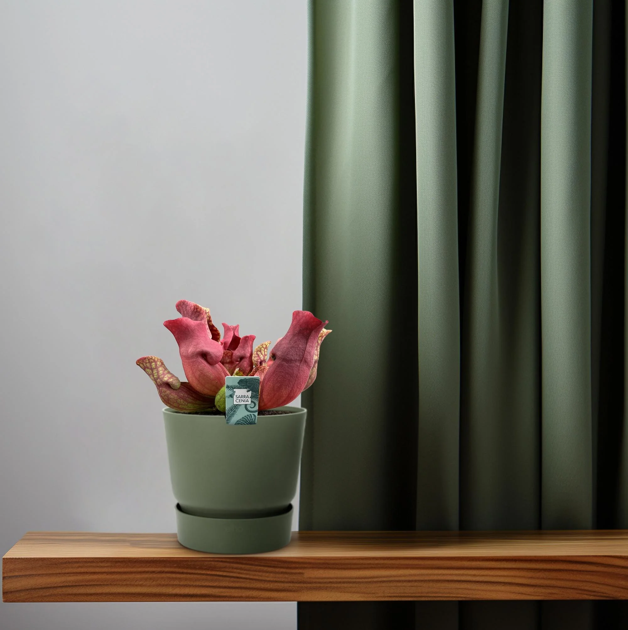 Detailaufnahme der Sarracenia Schlauchpflanze