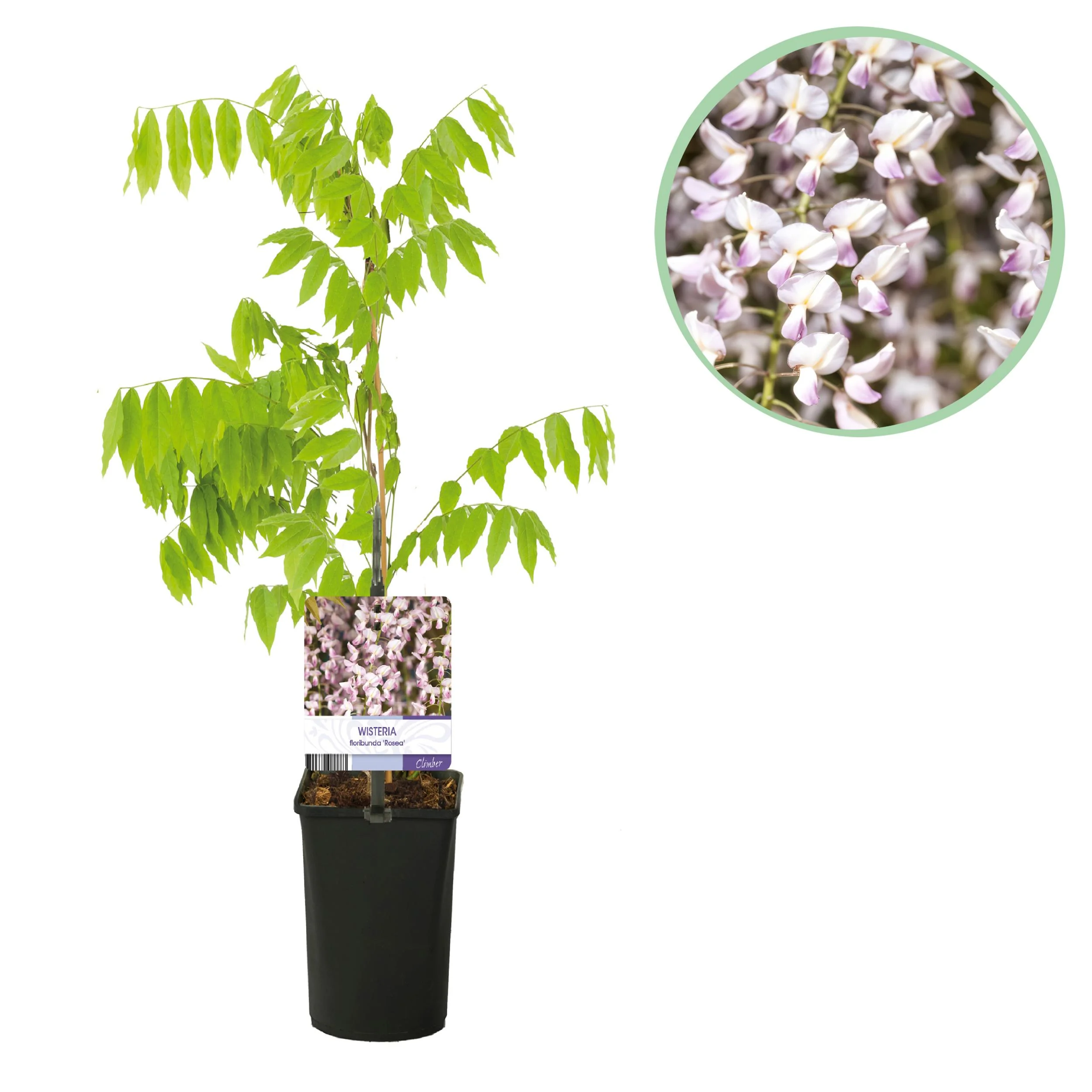 Wisteria floribunda Rosea