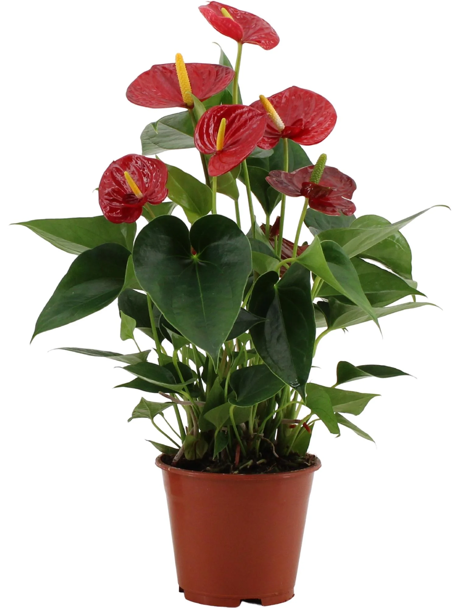 Anthurium Success Red