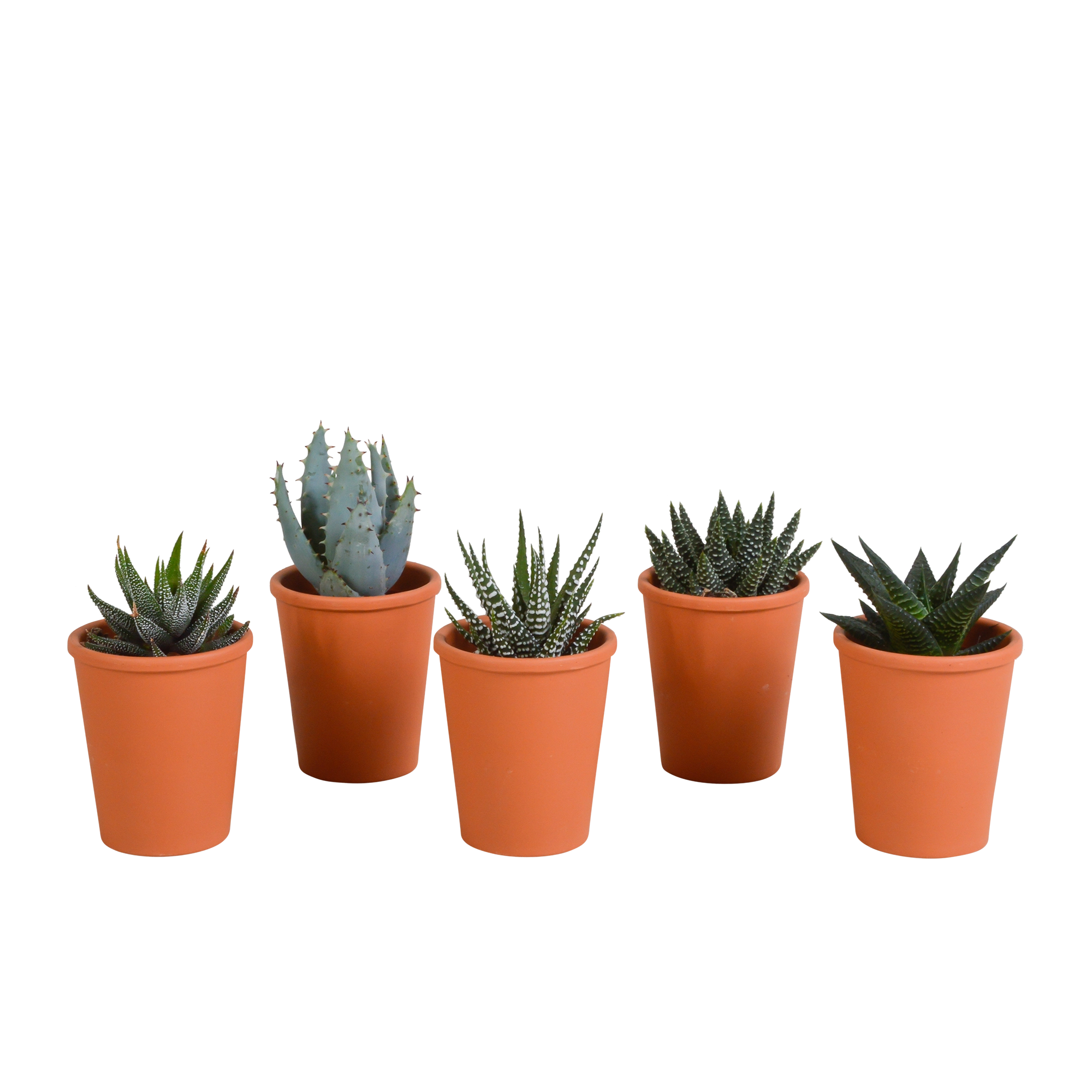 Gasteria und Haworthia Mix in Terracotta-Topf, frontal