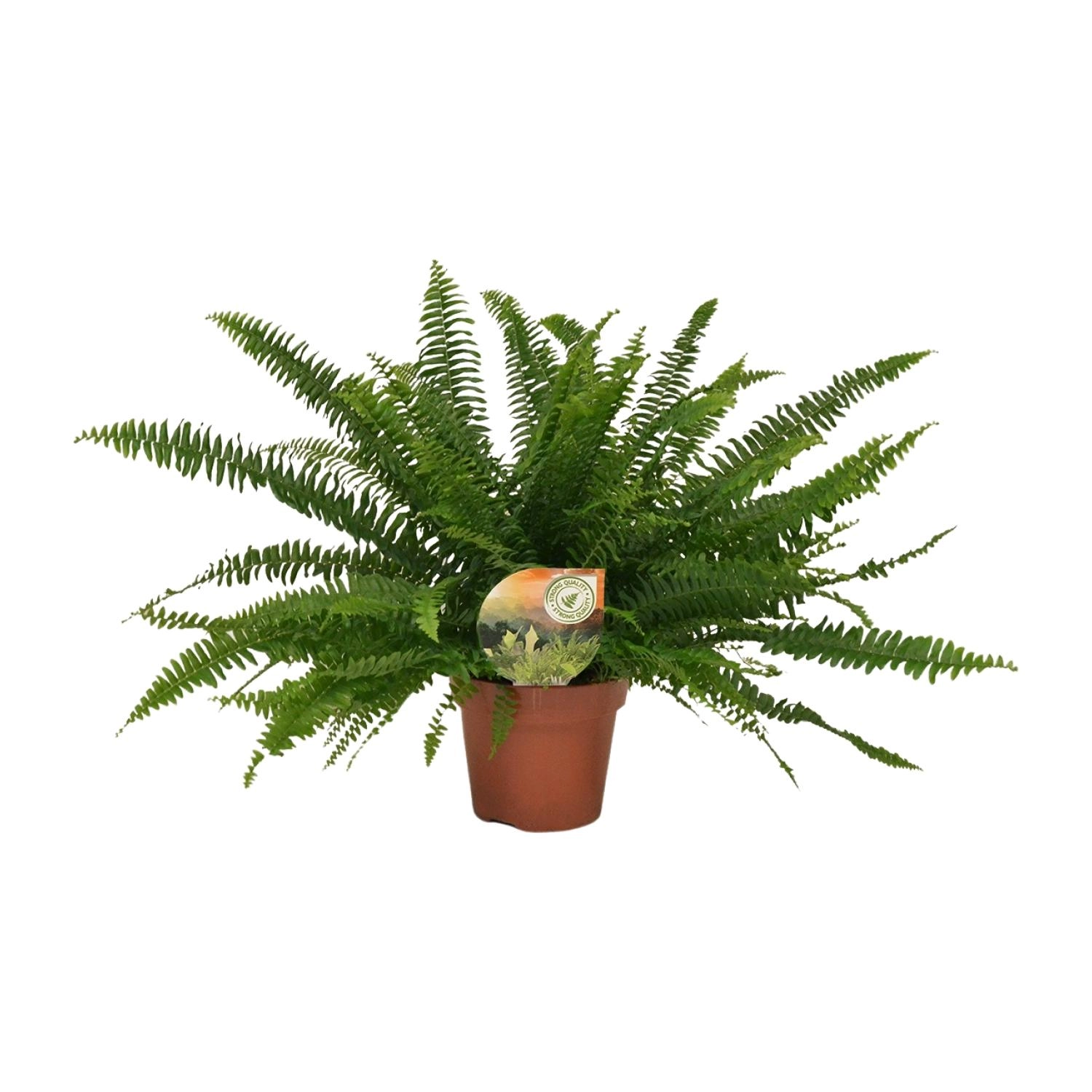 Boston-Farn im 17 cm Topf, frontalansicht