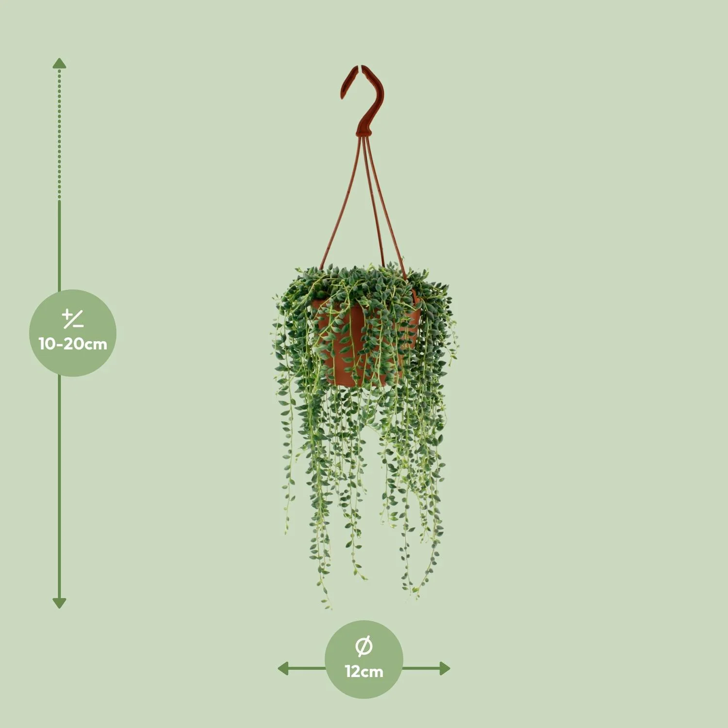 Senecio Herreianus in einem modernen Raum