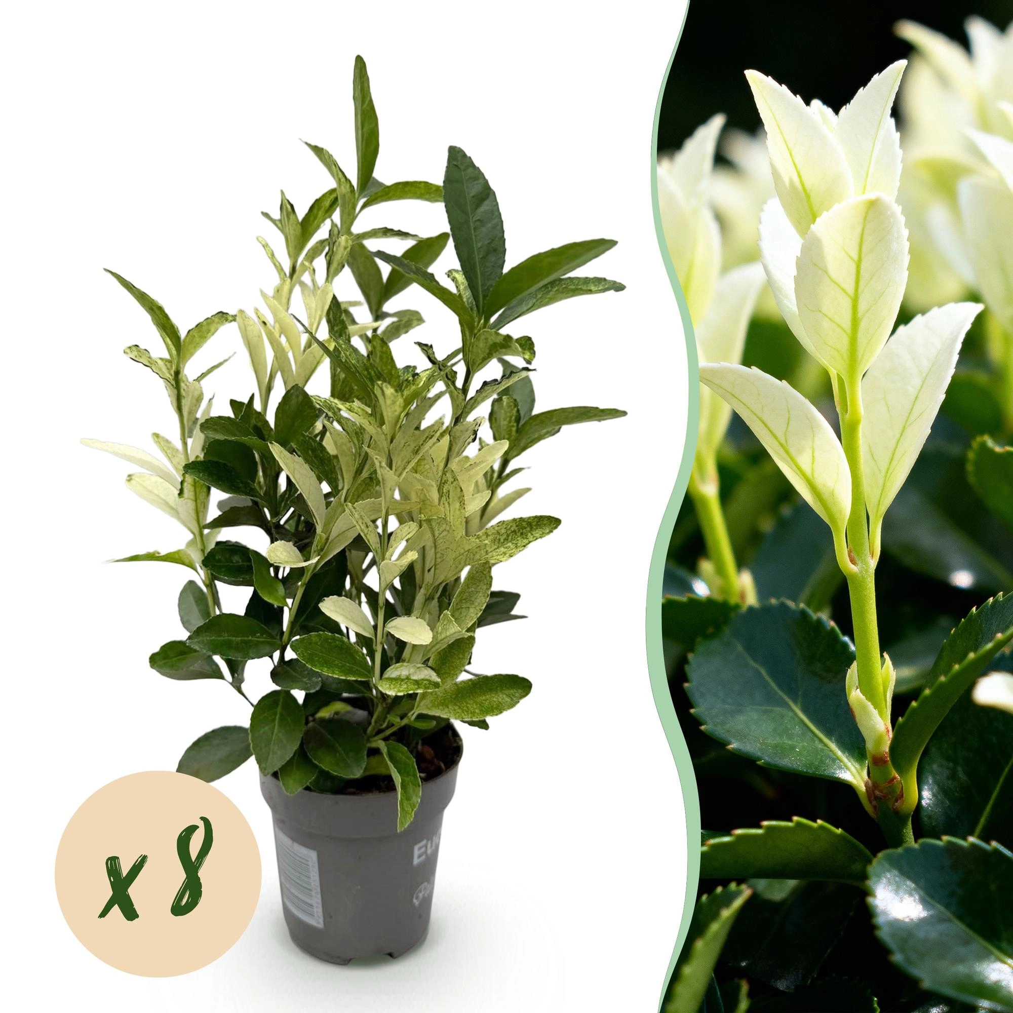 Euonymus japonica Paloma Blanca im Garten
