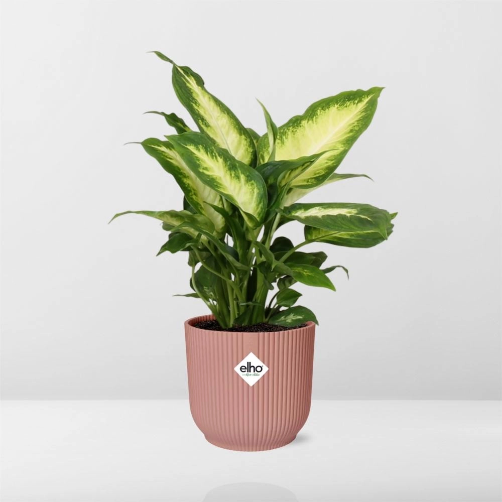 Detailaufnahme gemustertes Blatt der Dieffenbachia