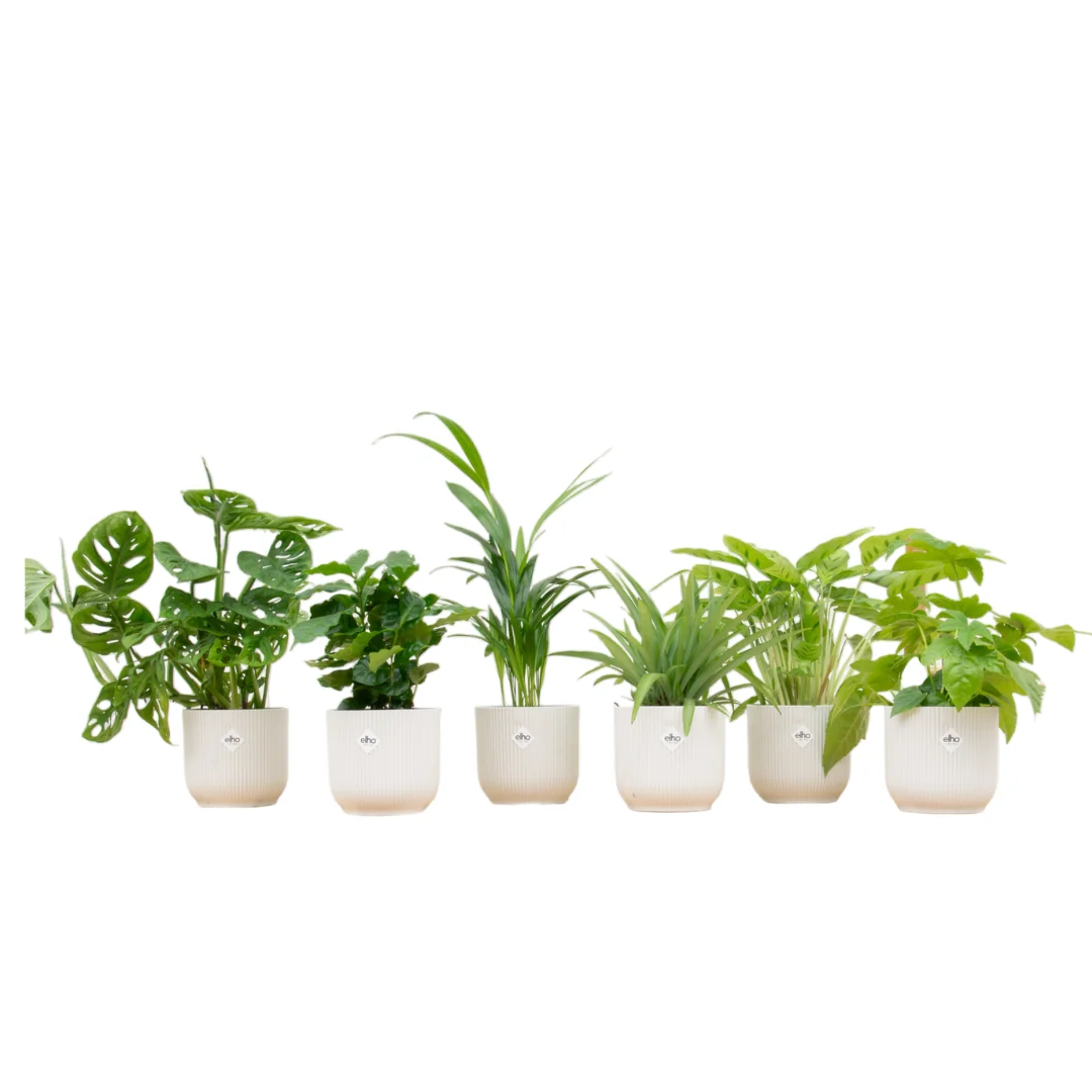 Pflanzenarrangement