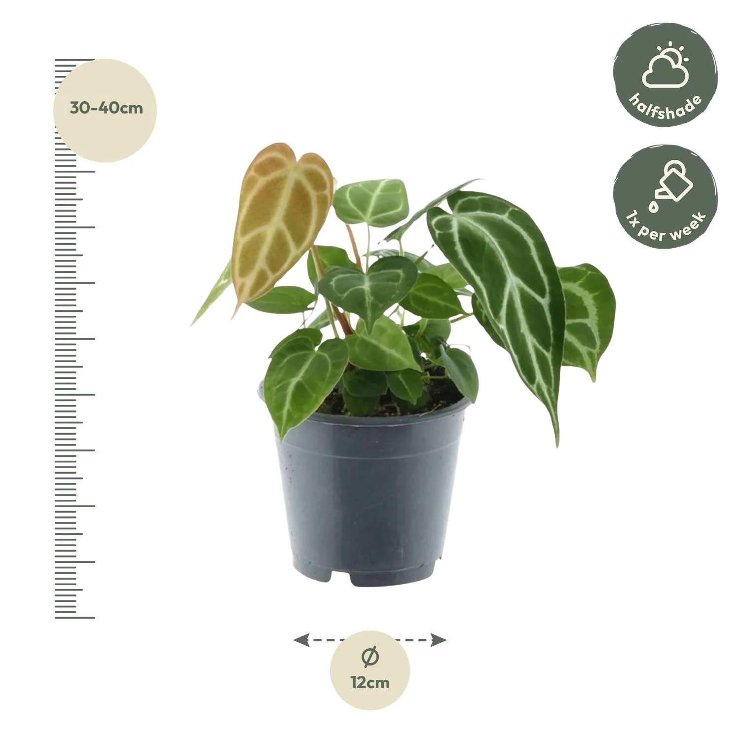 Anthurium Chrystallium in voller Pracht