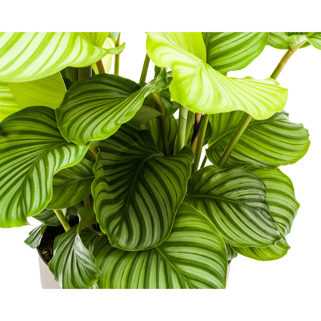 Calathea Orbifolia in einem schönen Topf