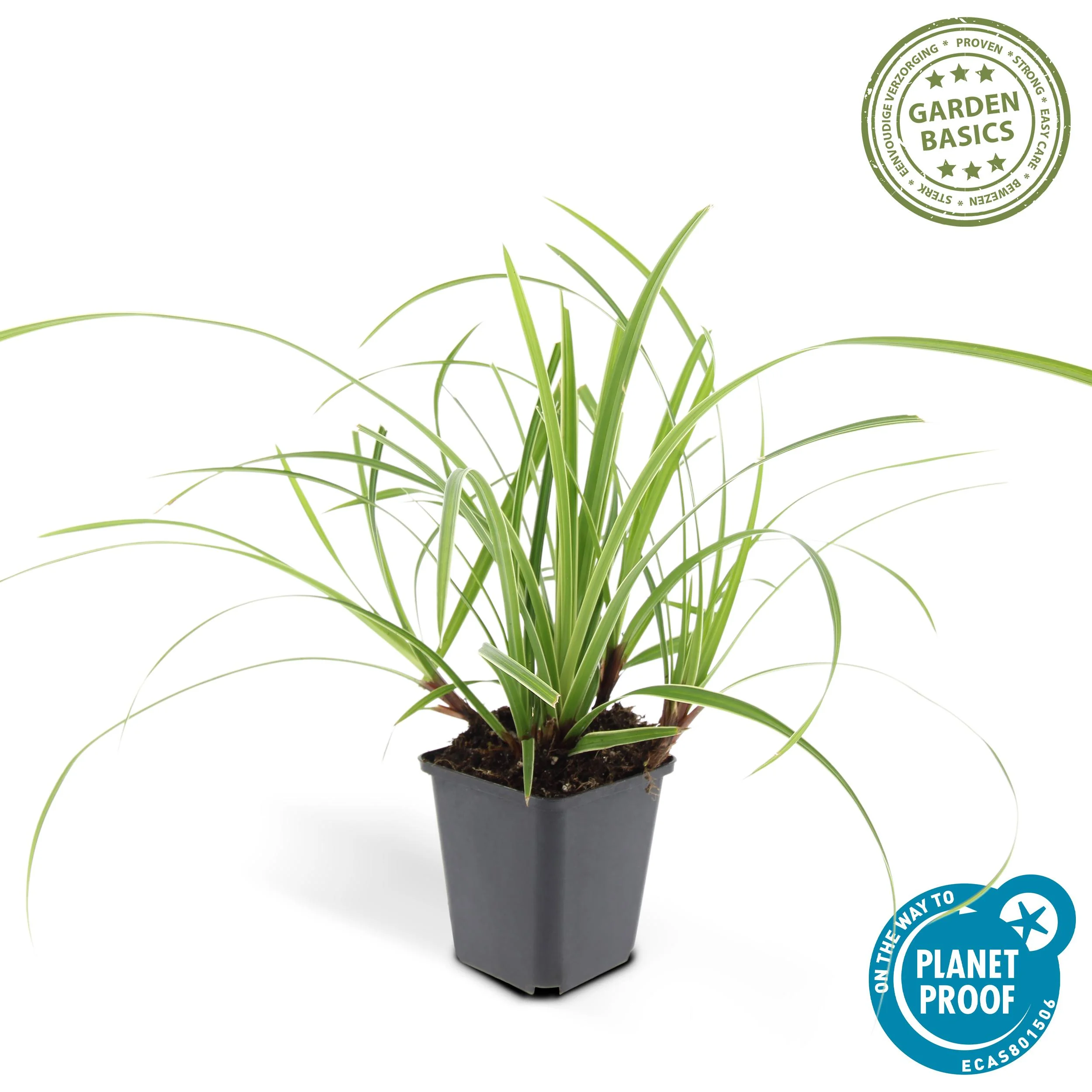 Carex morrowii 'Ice Dance' im Garten