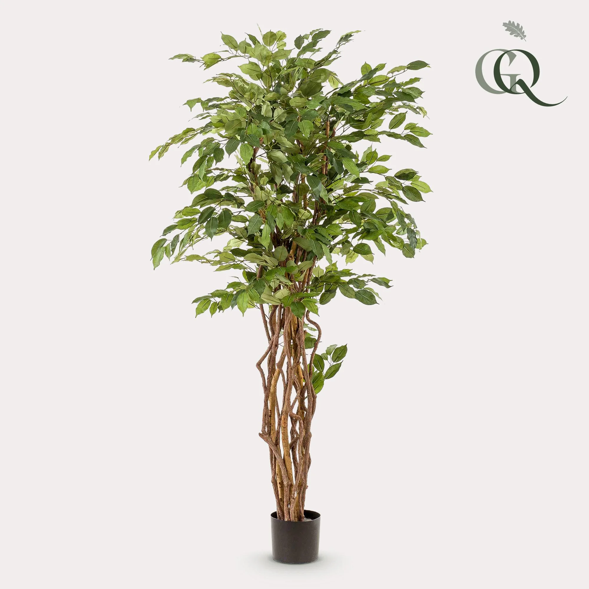 Ficus Liana Detailansicht