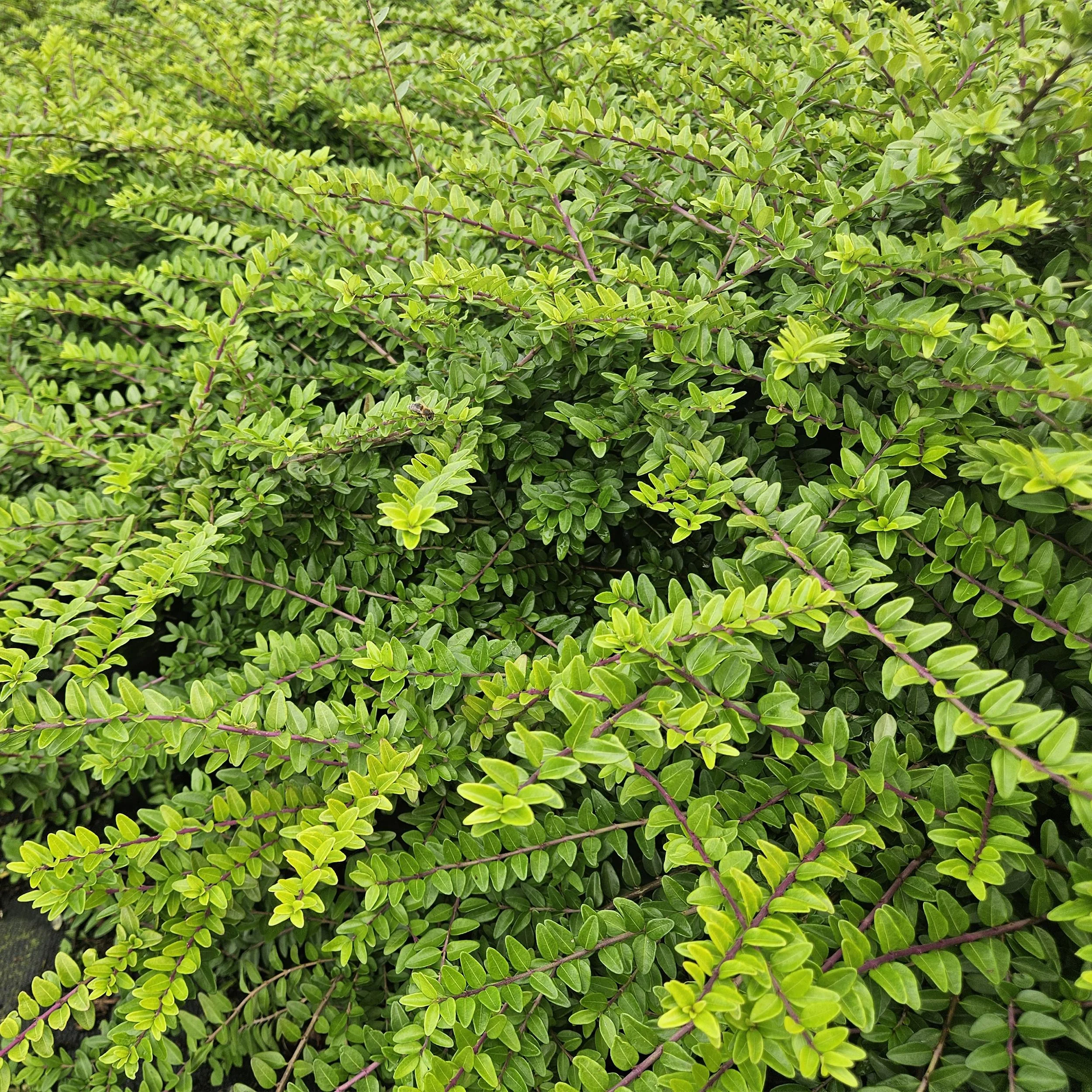 Lonicera maigrün Pflanze