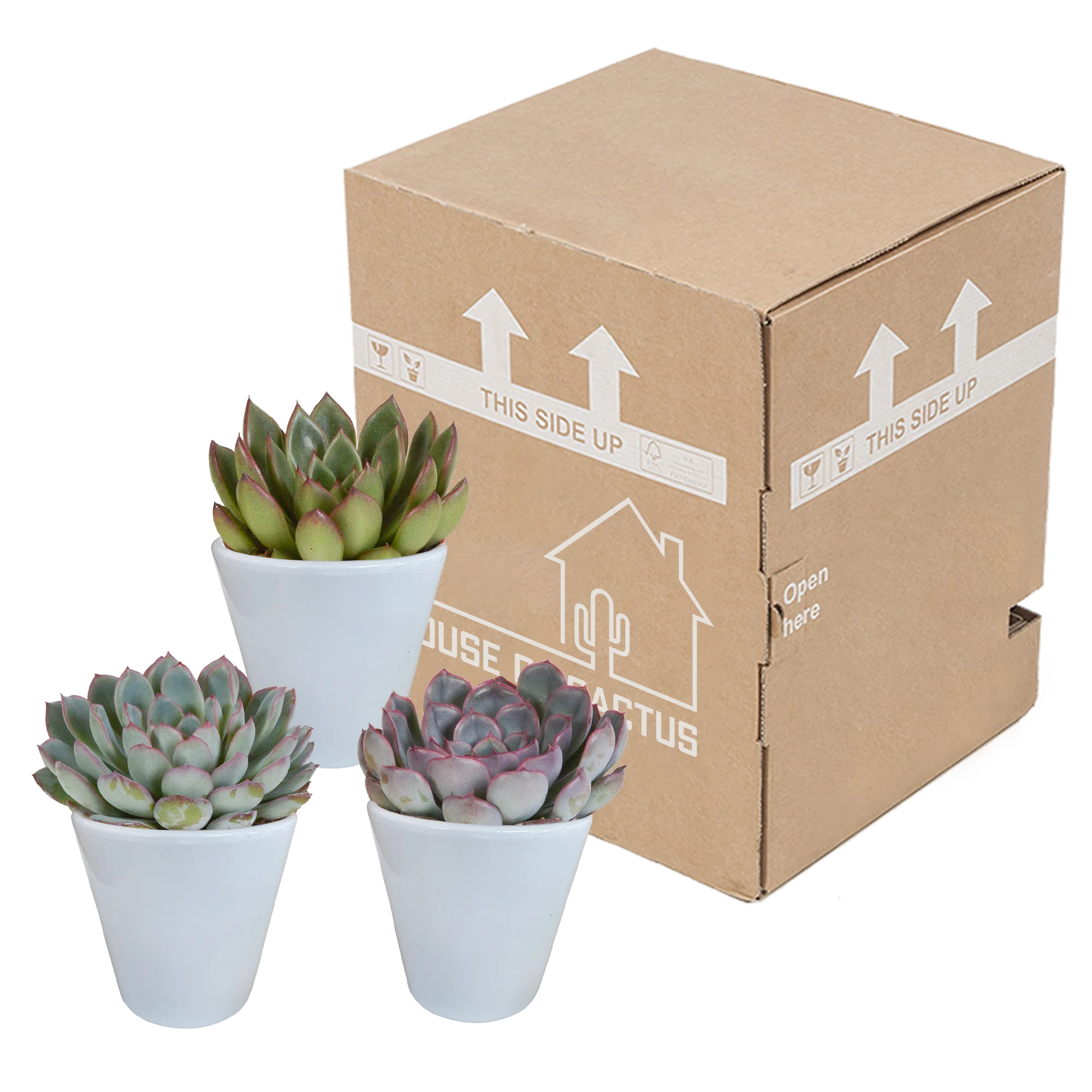 Echeverien in verschiedenen Farben