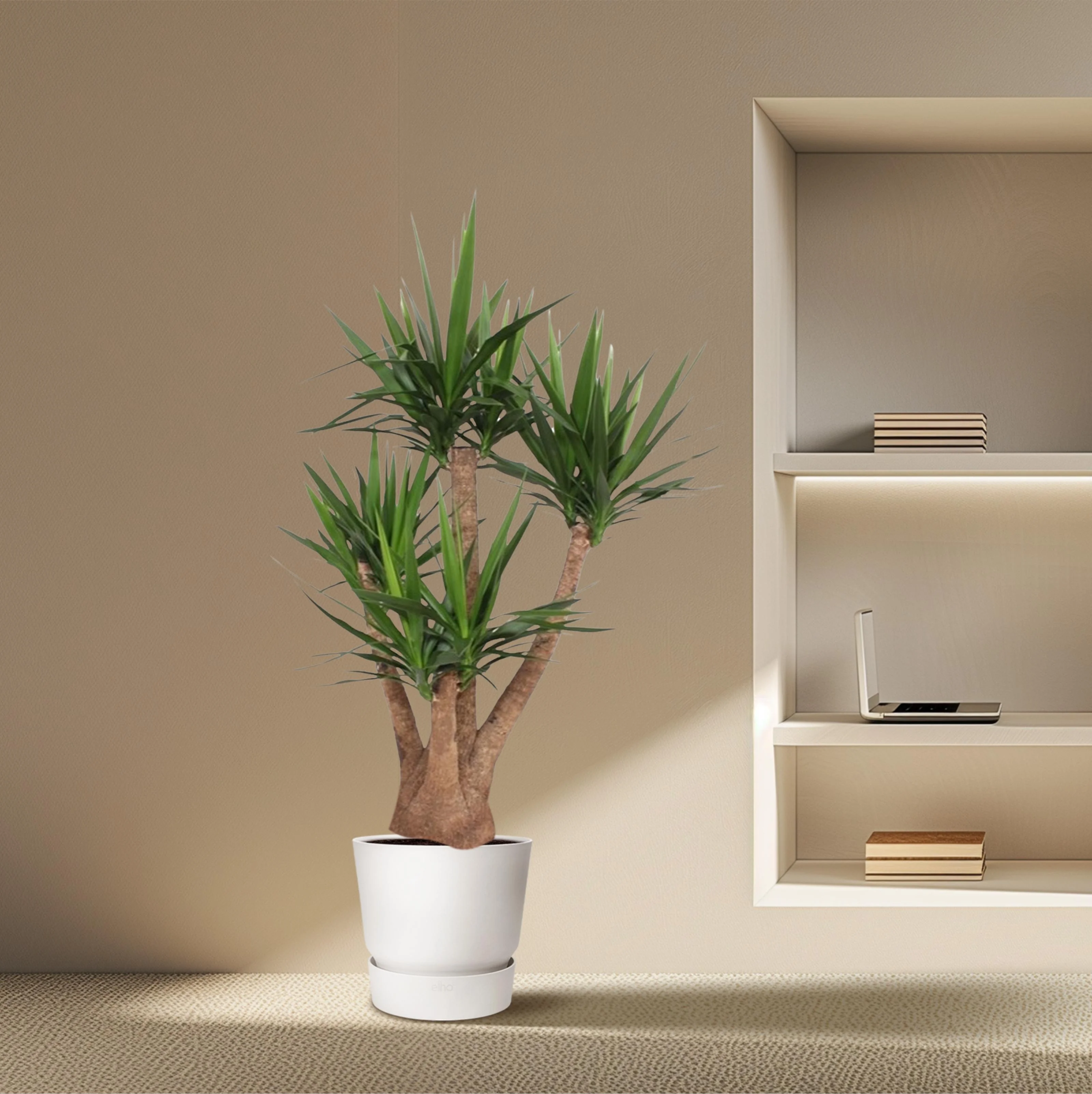 Yucca Elephantipes mit Verzweigung