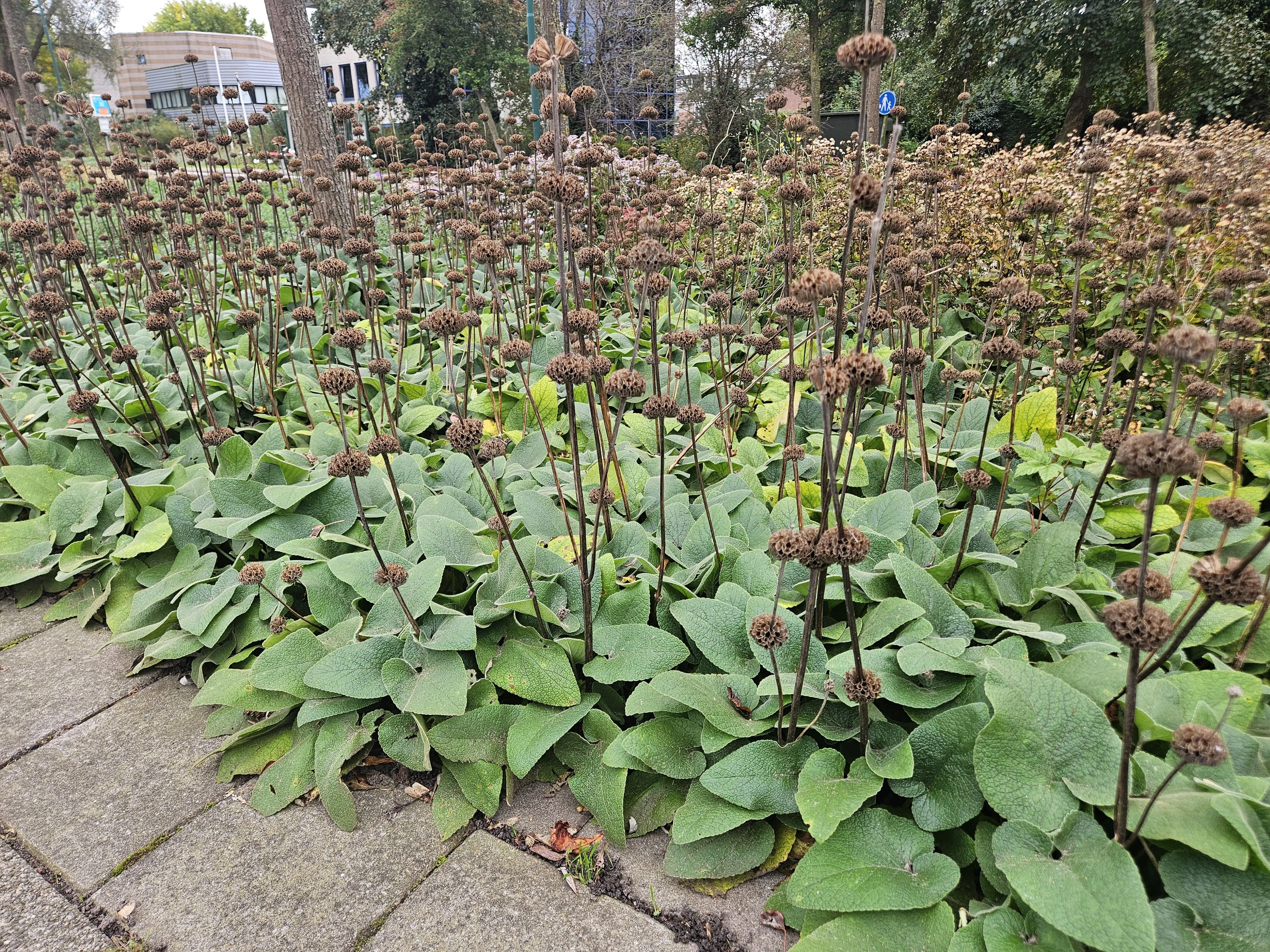 Auffällige Phlomis russeliana mit gelben Blüten