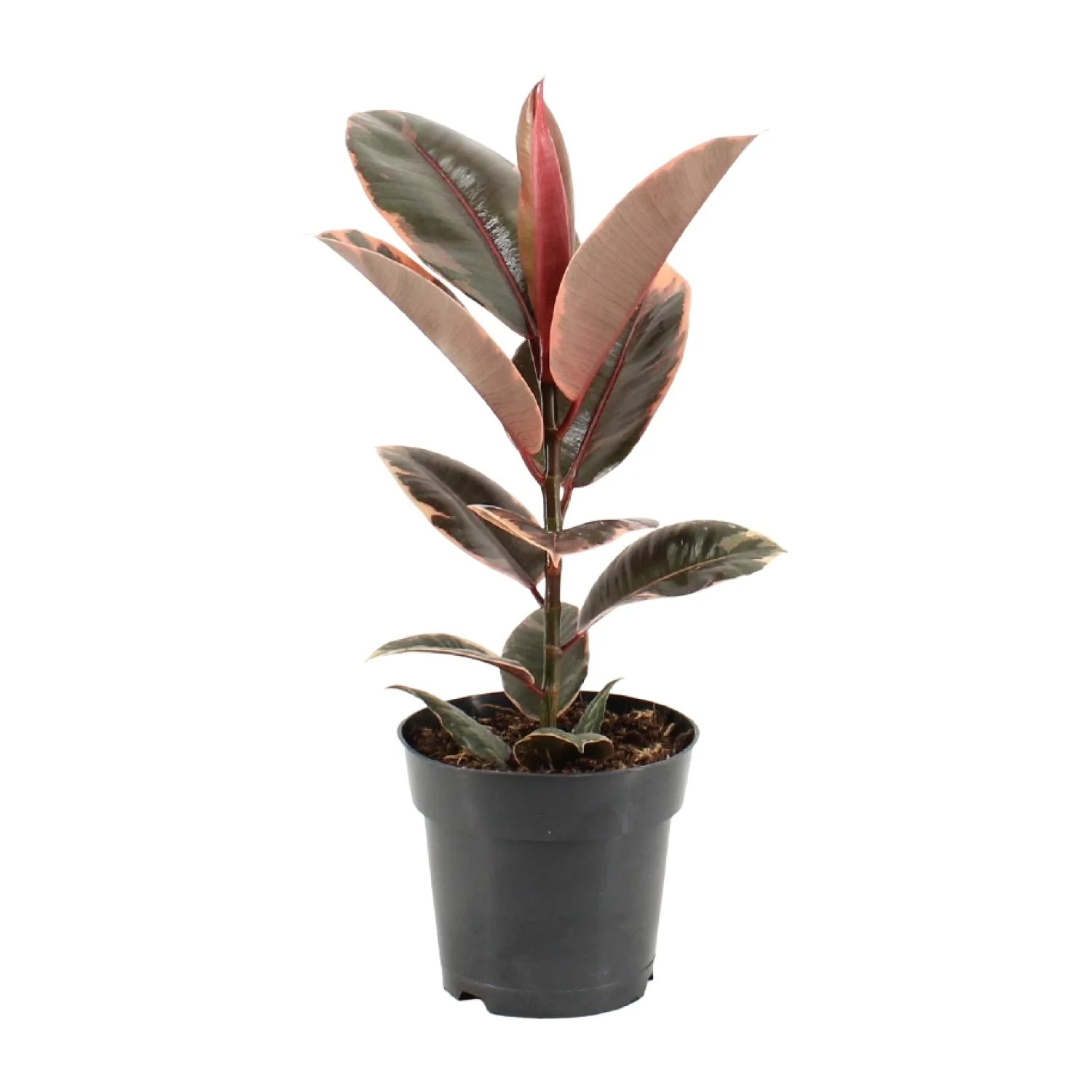 Ficus elastica Belize Pflanze im Topf