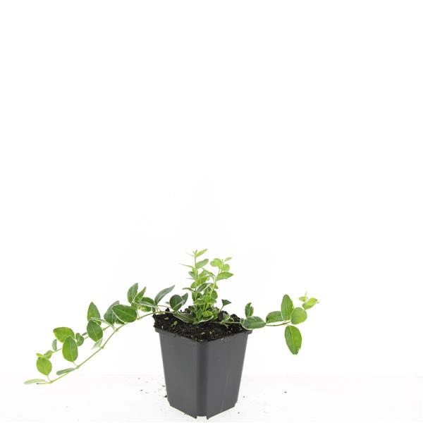 Vinca minor 'Argenteovariegata' im Garten