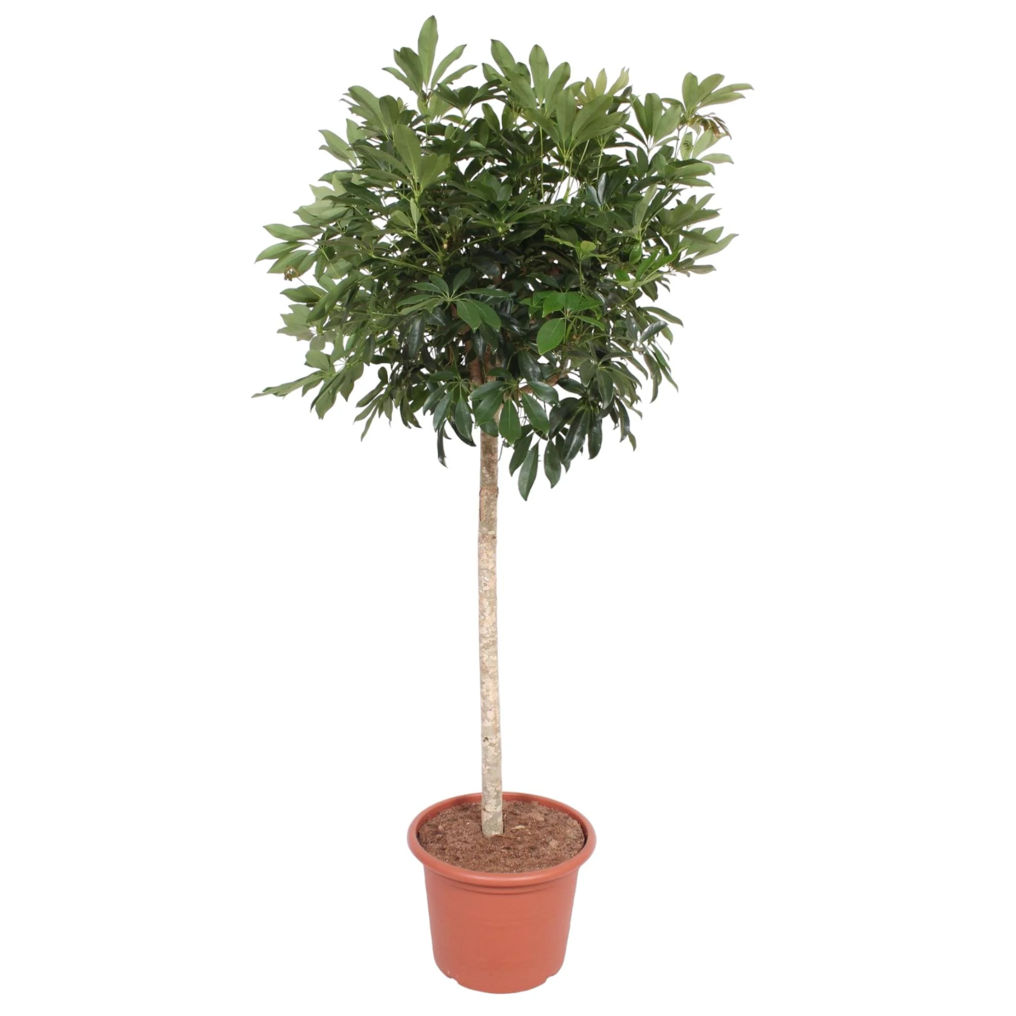 Schefflera Arboricola - Pflanzenansicht