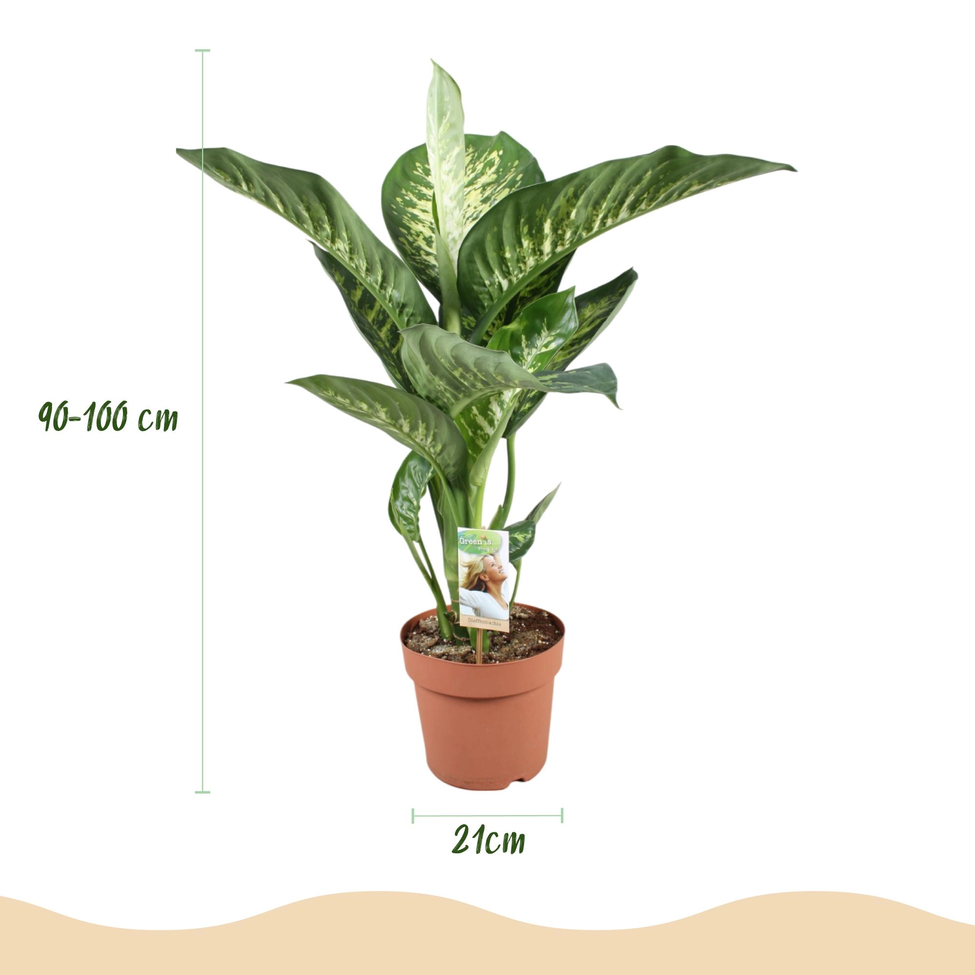 Detail der Blattmusterung und hellgrüner Stängel der Dieffenbachia Tropic Snow