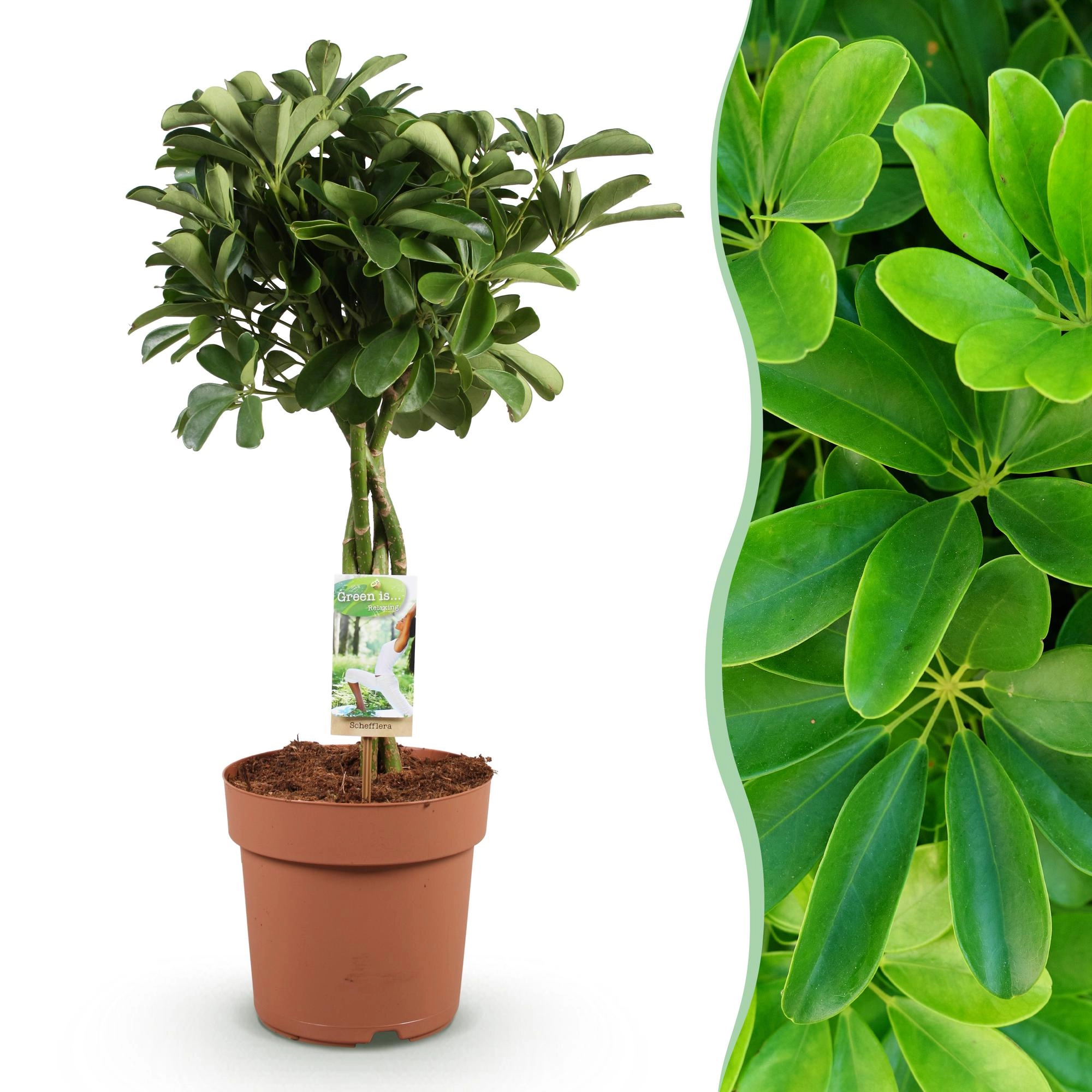 Schefflera Nora mit blühenden Blättern
