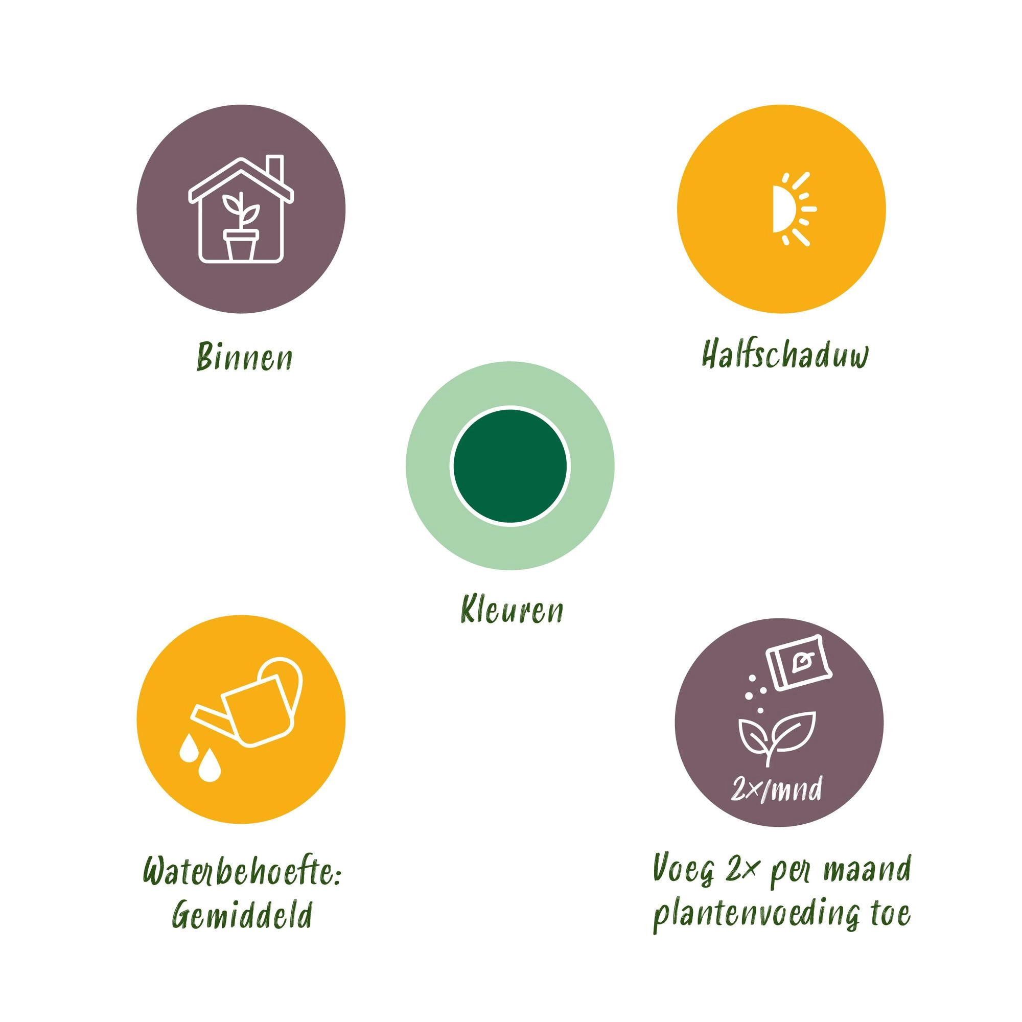 Strelitzia Nicolai - Weiße Paradiesvogelpflanze