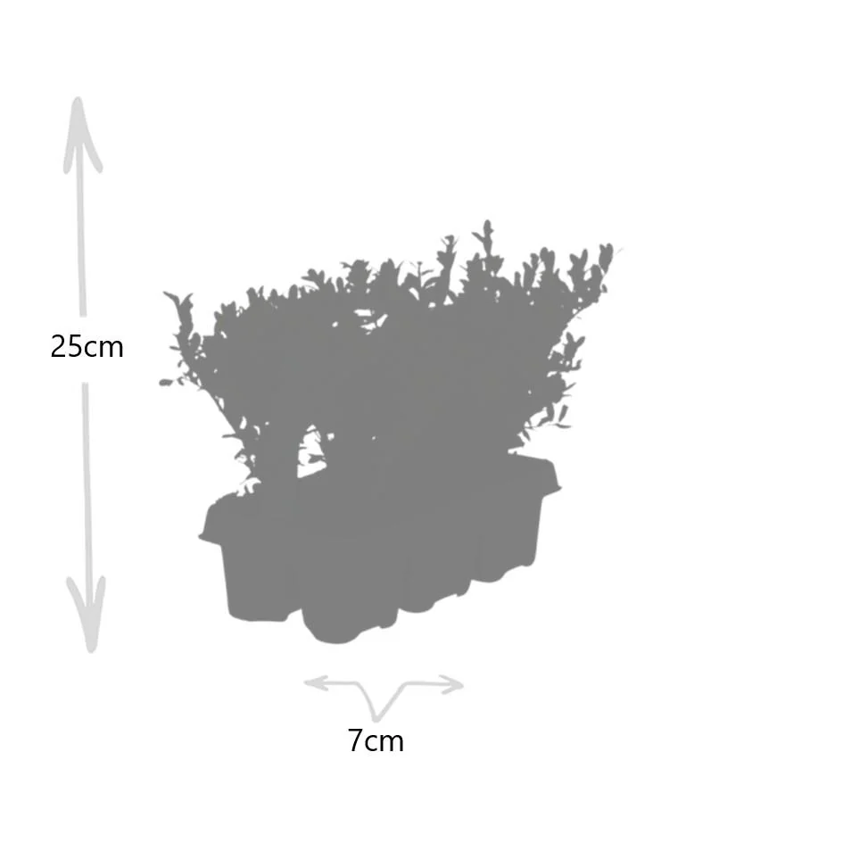 Ilex crenata 'Jenny' im Garten