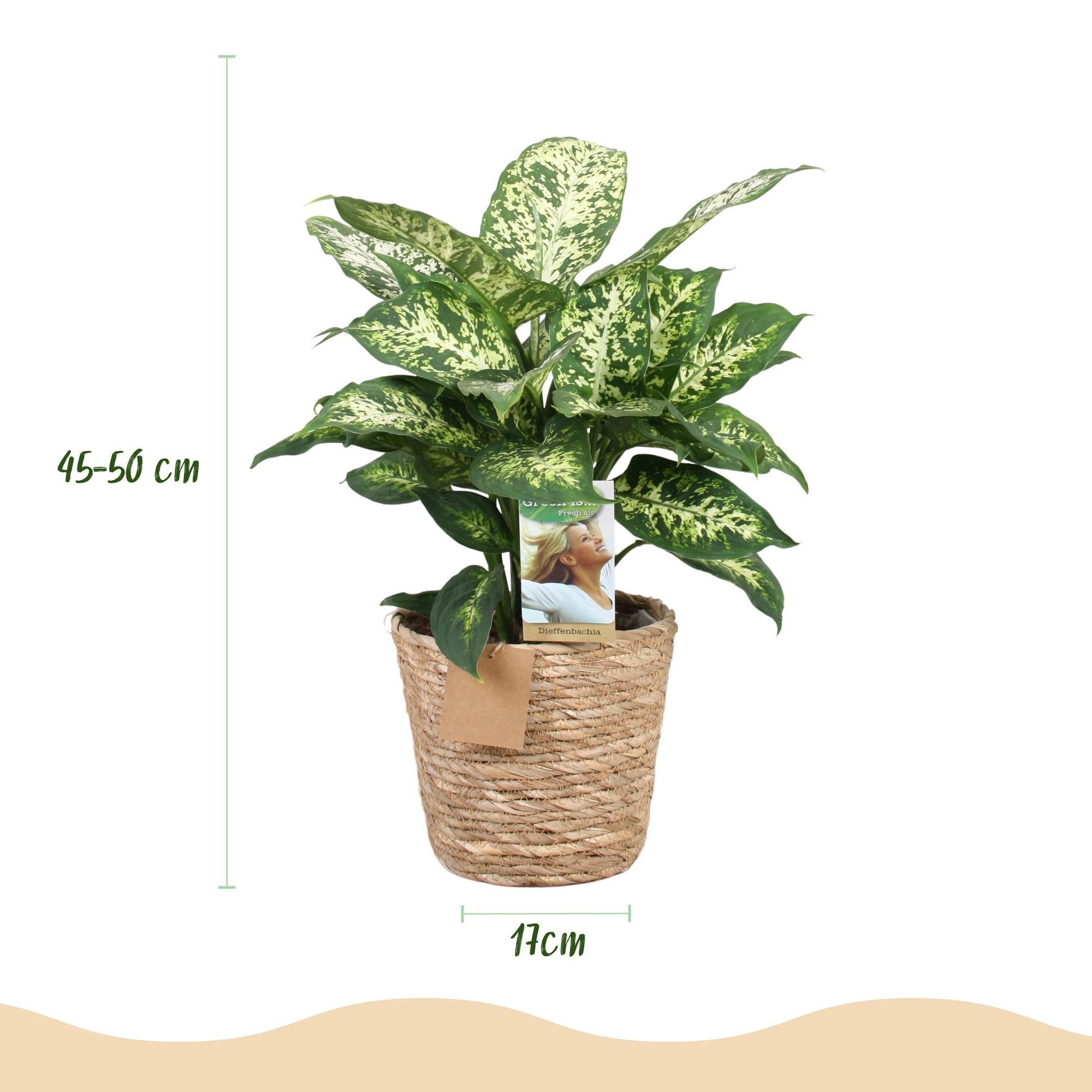 Dieffenbachia Compacta Pflanze