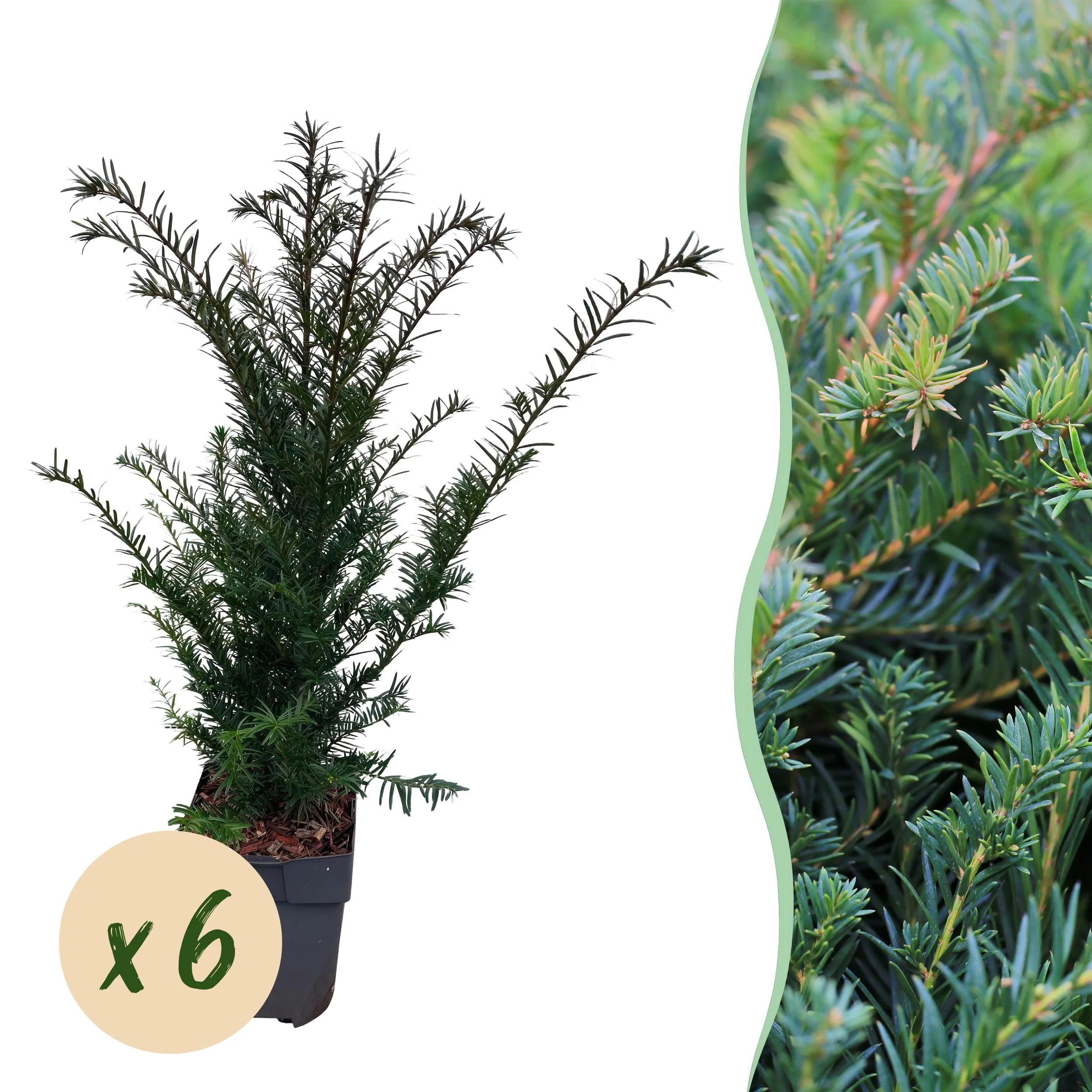 Taxus Baccata in der Hecke