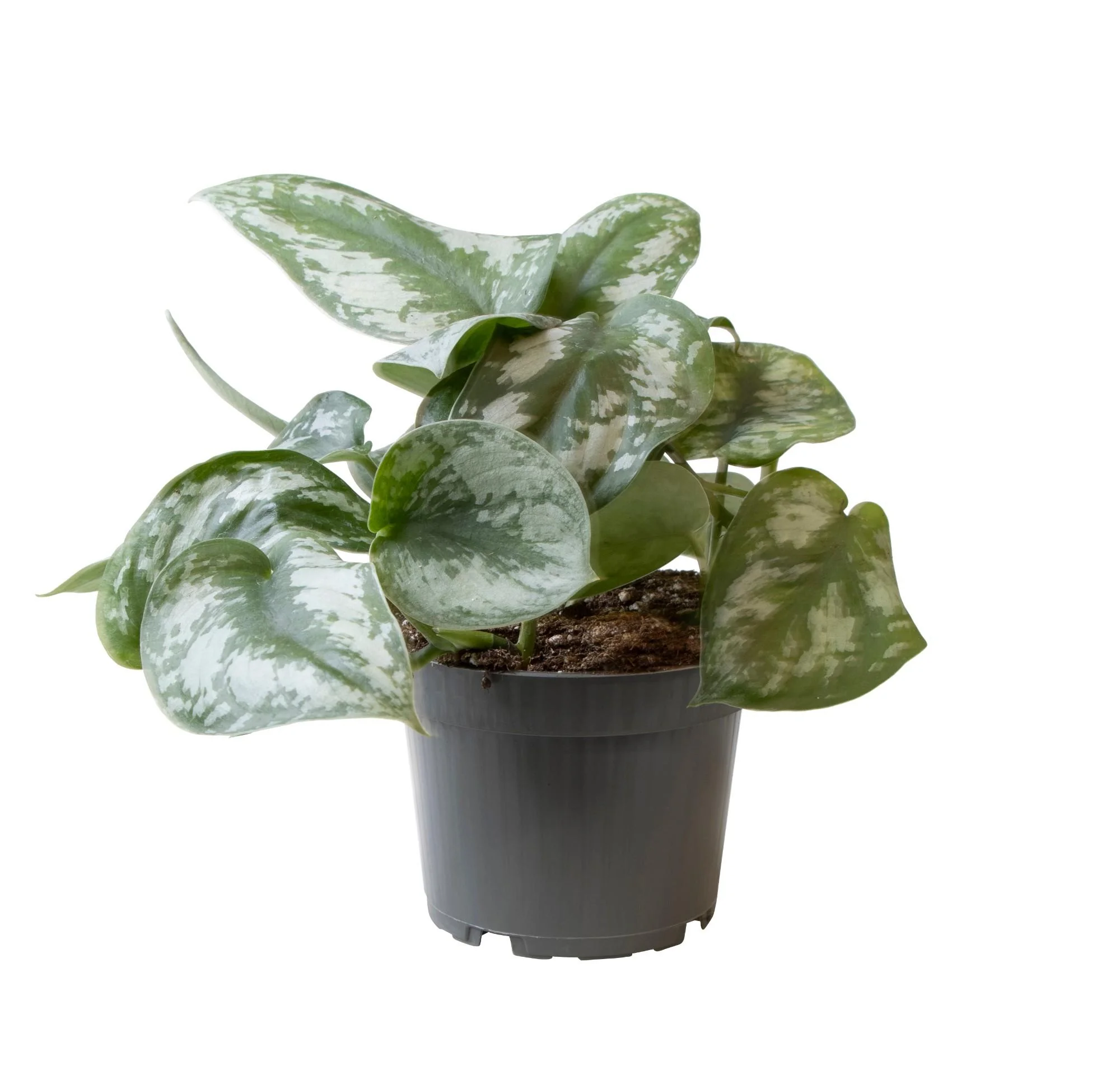 Philodendron Scandens Pictus Trebie