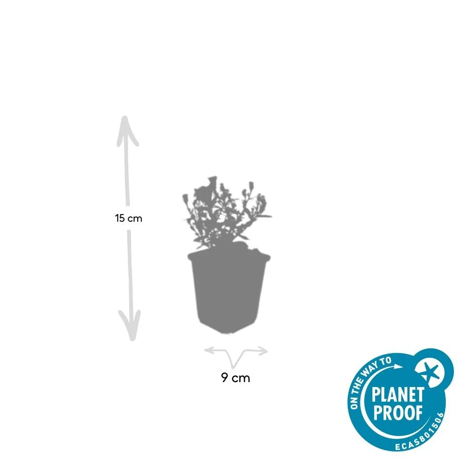 Aster 'Prof. Anton Kippenberg' in voller Blüte