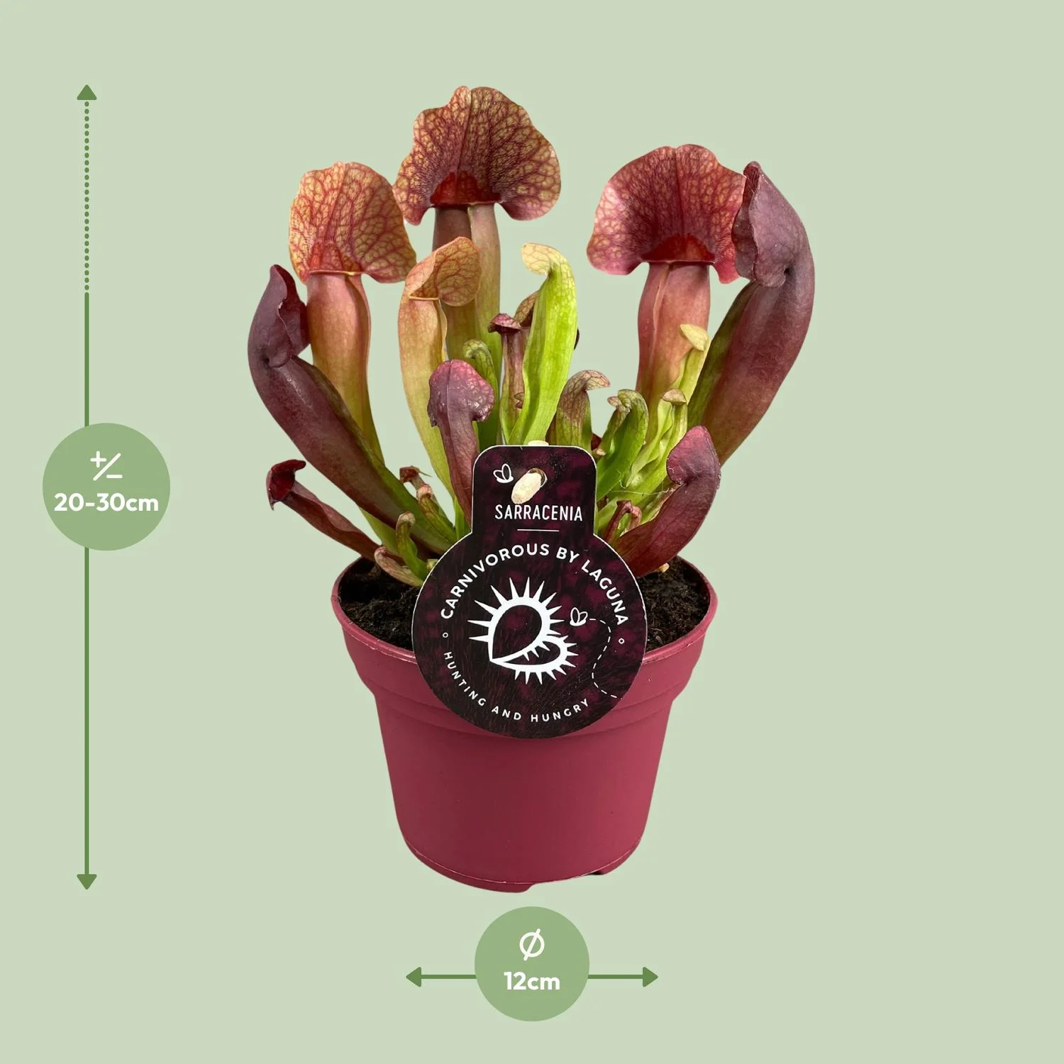 Sarracenia Catesbaei - Außergewöhnliche Form
