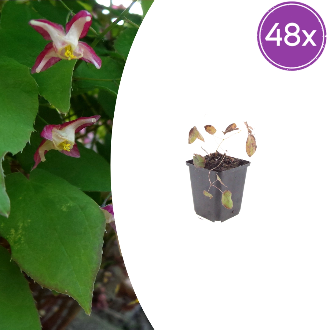 Epimedium rubrum im Garten