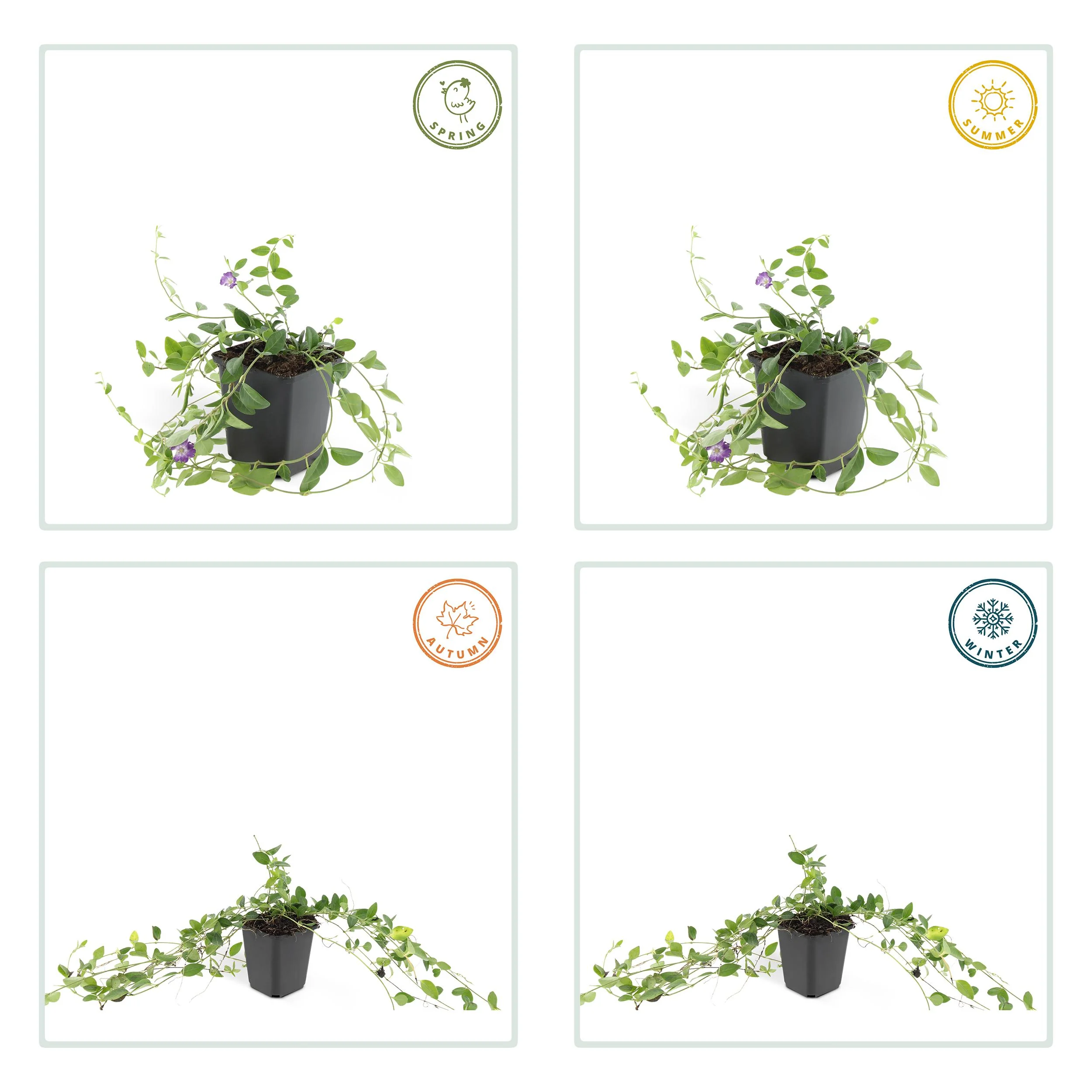 Vinca minor 'Atropurpurea'