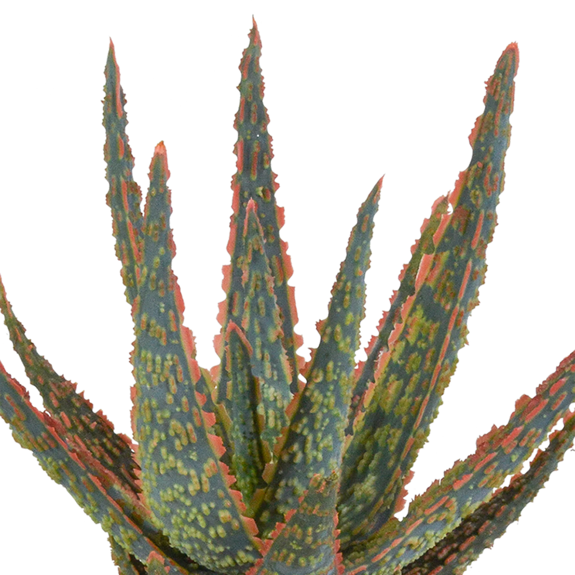 Aloë zebrina Dannyz im Terrakottatopf