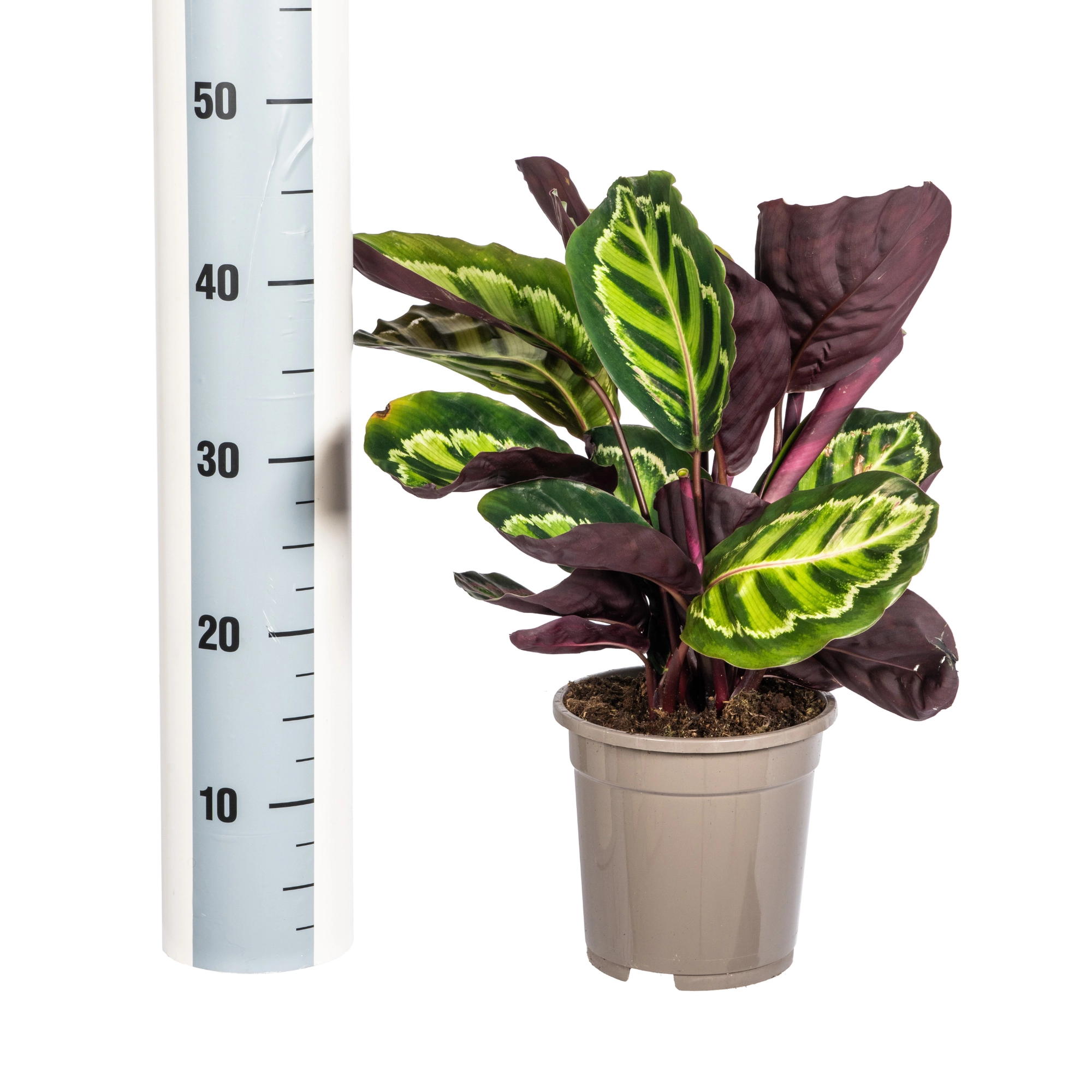 Calathea Roseopicta im Wohnbereich