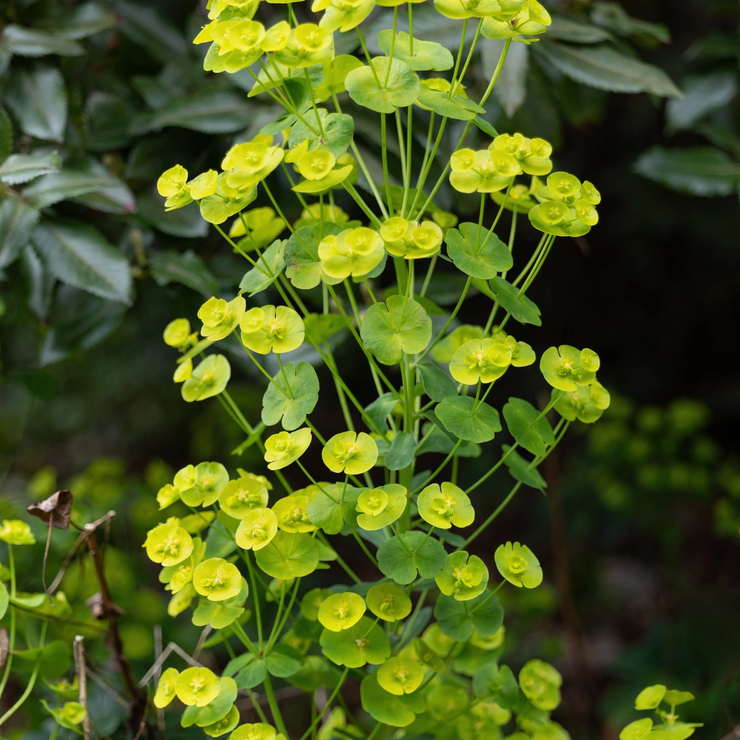 Euphorbia amygdaloides ‘Robbiae’ in voller Blüte