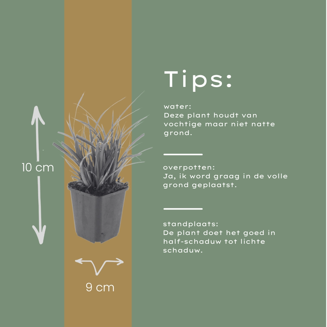 Detailansicht der Japan-Segge