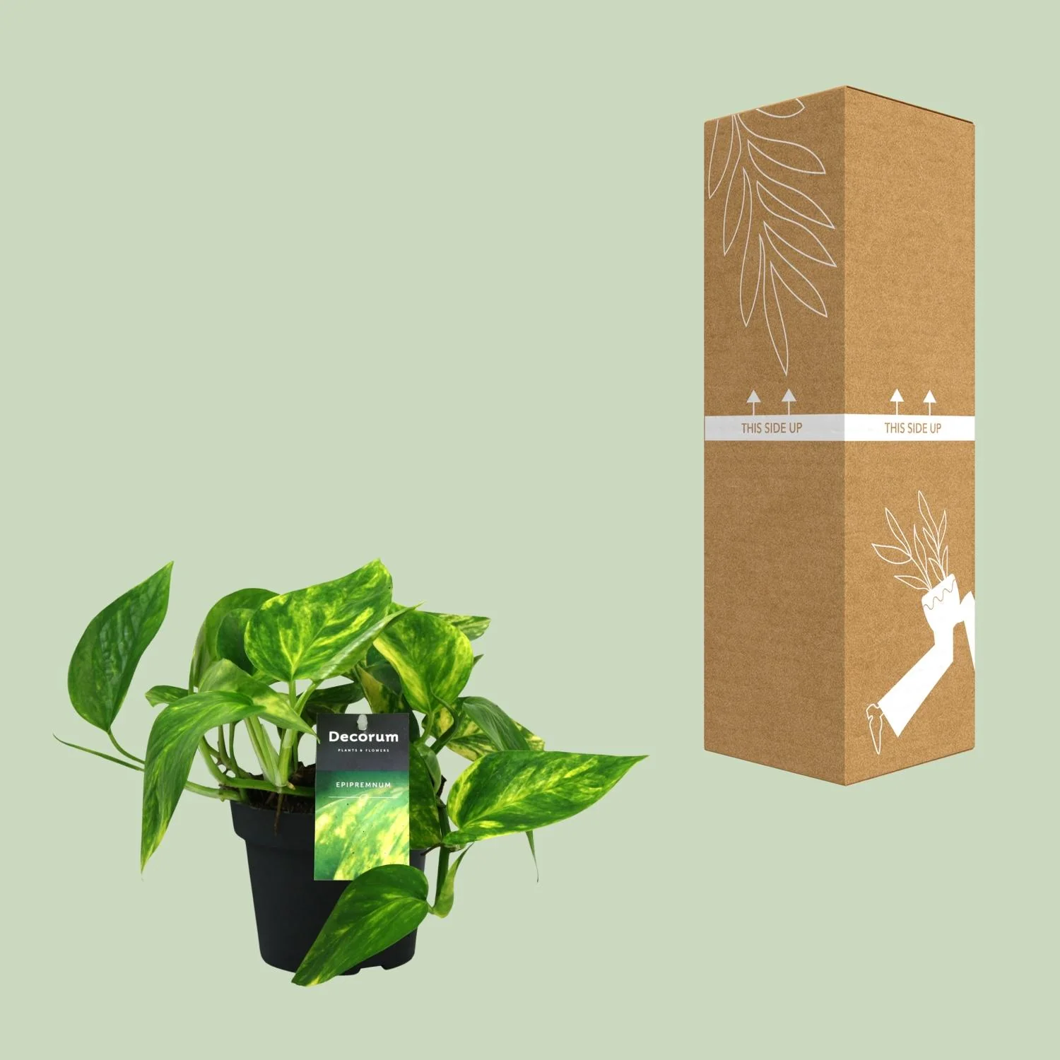 Pflegeleichte Zimmerpflanze