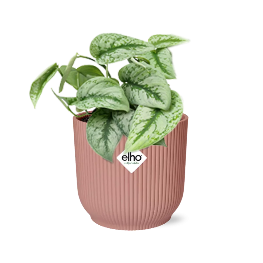 Scindapsus Pictus Trebie