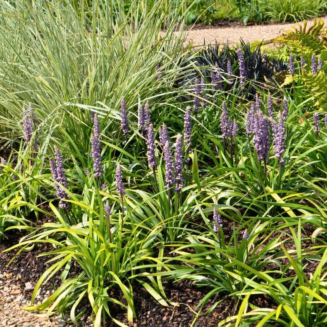 Liriope muscari 'Ingwersen' – Detailansicht